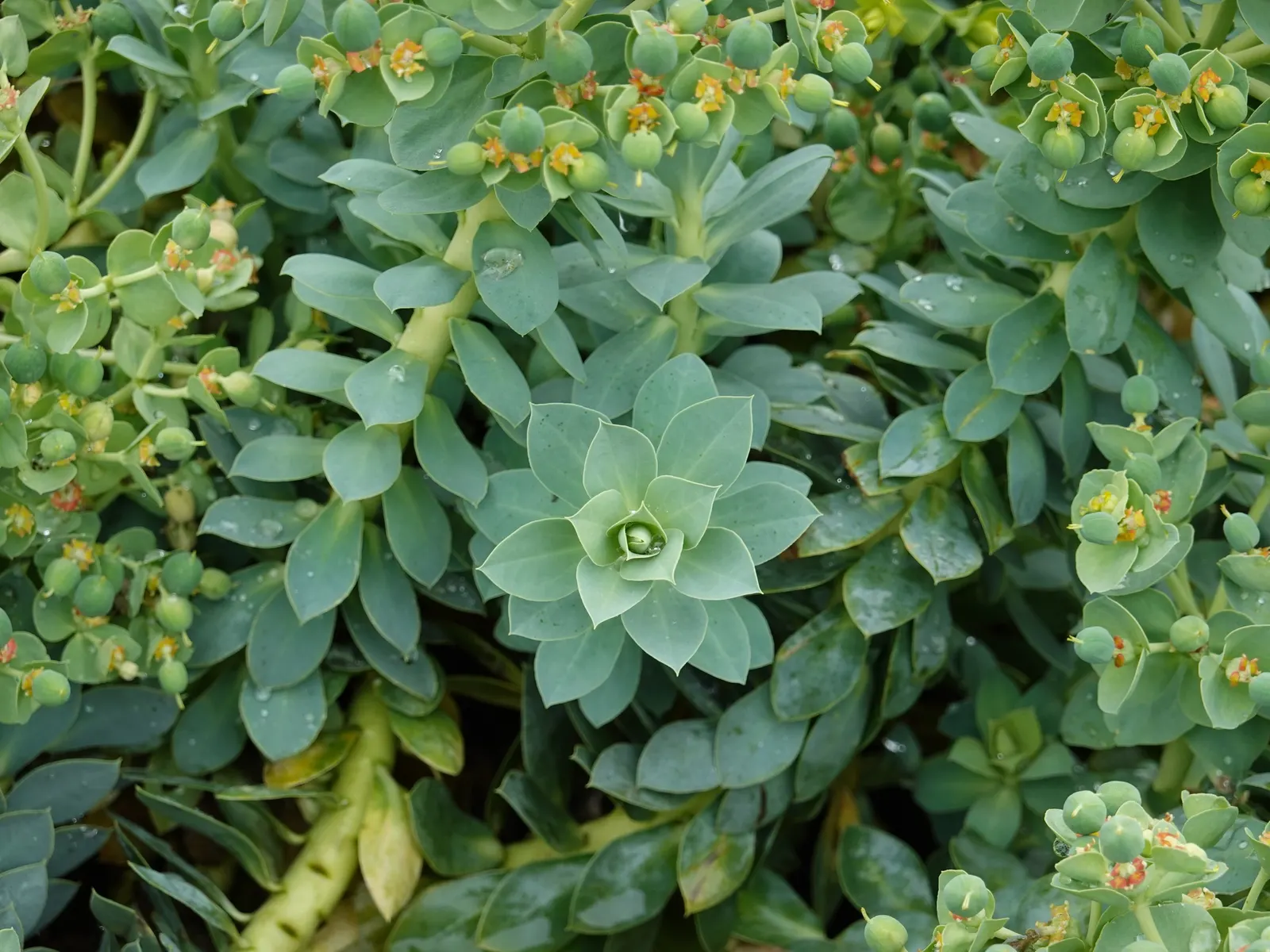 Donkey Tail Euphorbia (Euphorbia Myrsinites) — producing chartreuse blooms in spring