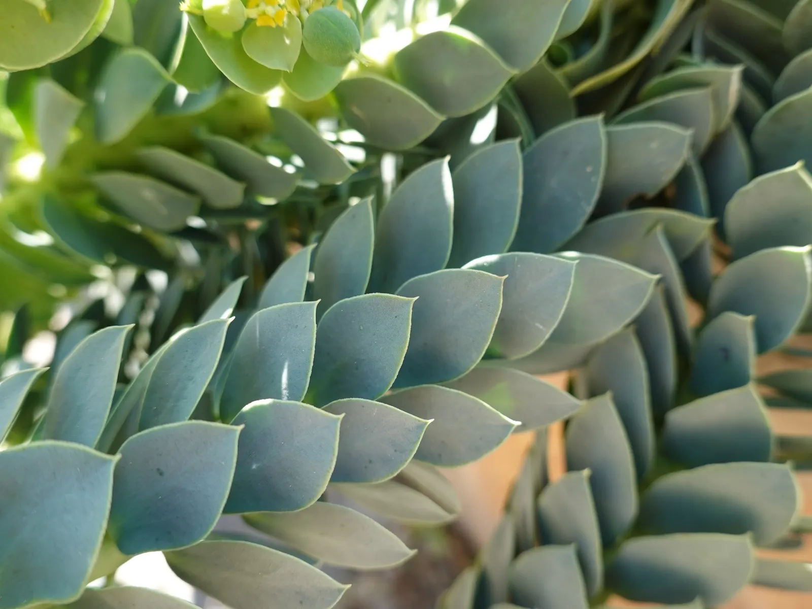 Donkey Tail Euphorbia (Euphorbia Myrsinites) — succulent with yellow blooms; reaching about 6 inches in height