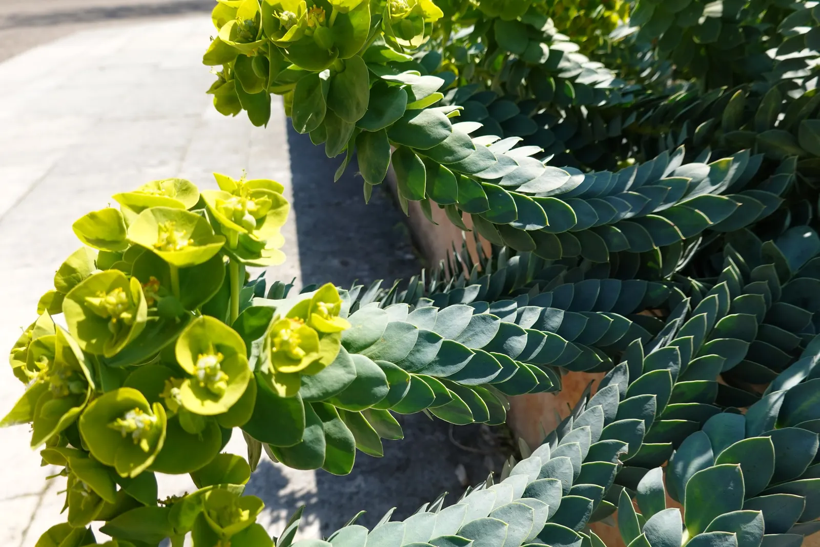 Donkey Tail Euphorbia (Euphorbia Myrsinites) — succulent perennial that offers a distinctive trailing habit and architectural texture to any landscape design