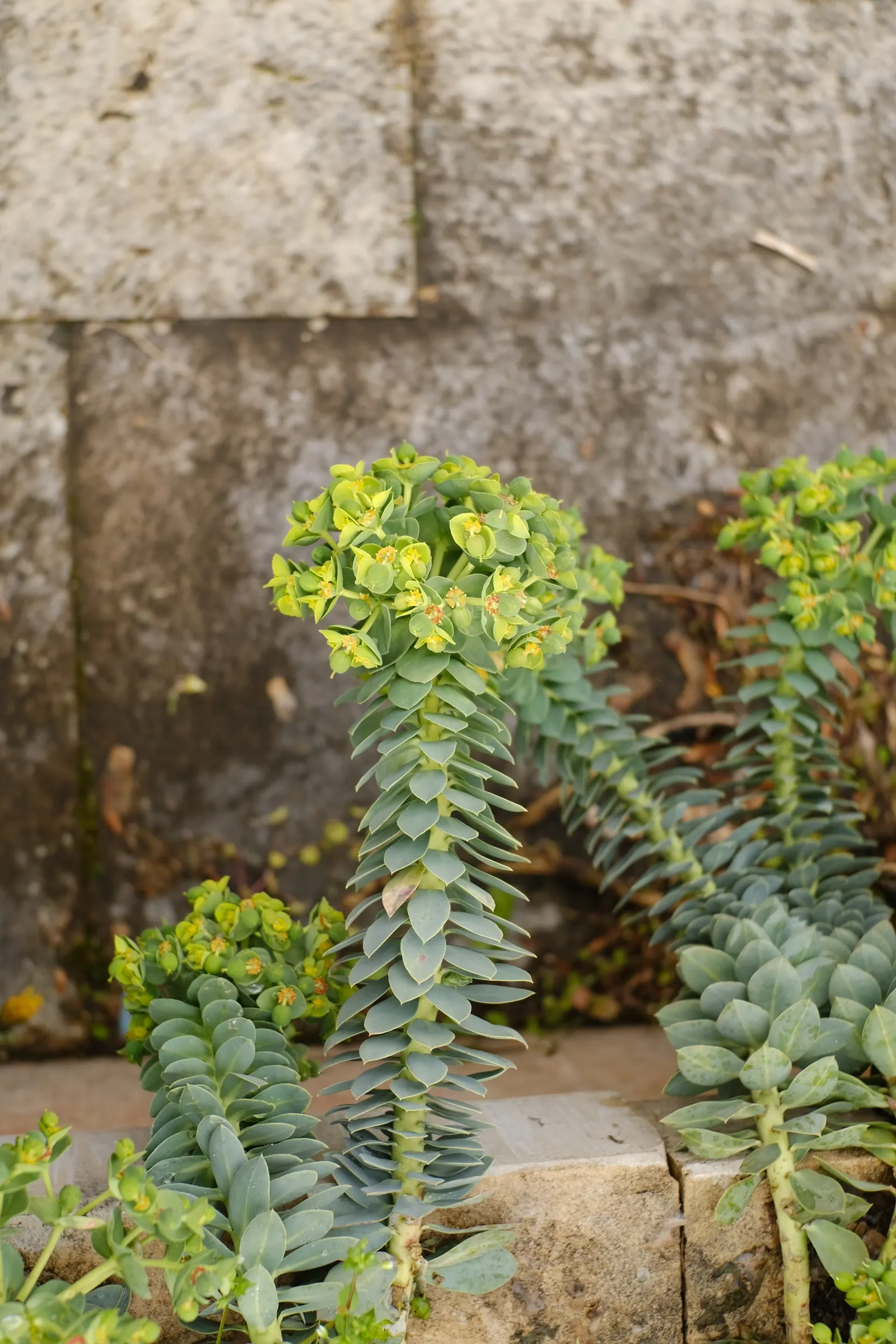 Donkey Tail Euphorbia (Euphorbia Myrsinites) — which can cause skin irritation upon contact; it can also be used to edge pathways