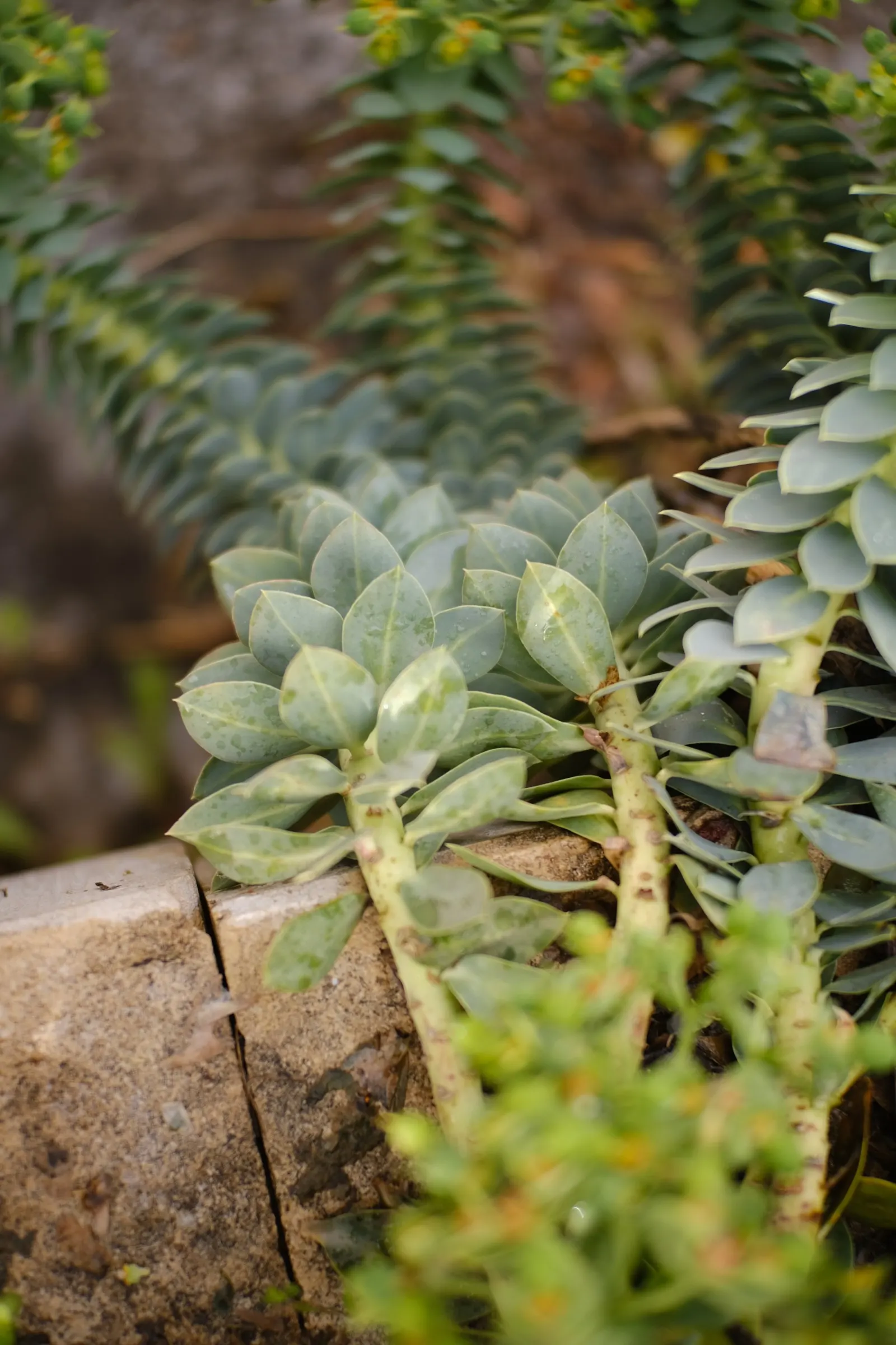 Donkey Tail Euphorbia (Euphorbia Myrsinites) — commonly known as Donkey Tail Euphorbia; performing best in well-drained soils.<br><br>During the, image 67