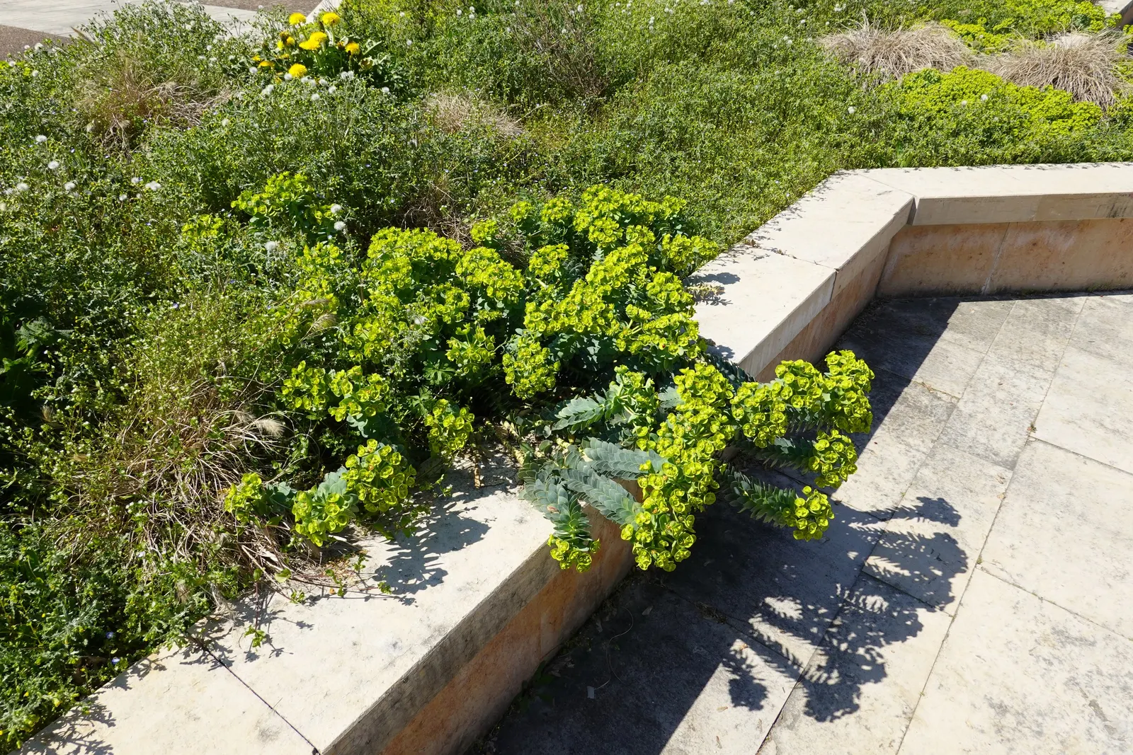 Donkey Tail Euphorbia (Euphorbia Myrsinites) — are striking and attract pollinators; this drought-tolerant plant spreads 12-18 inches wide and reaches a height