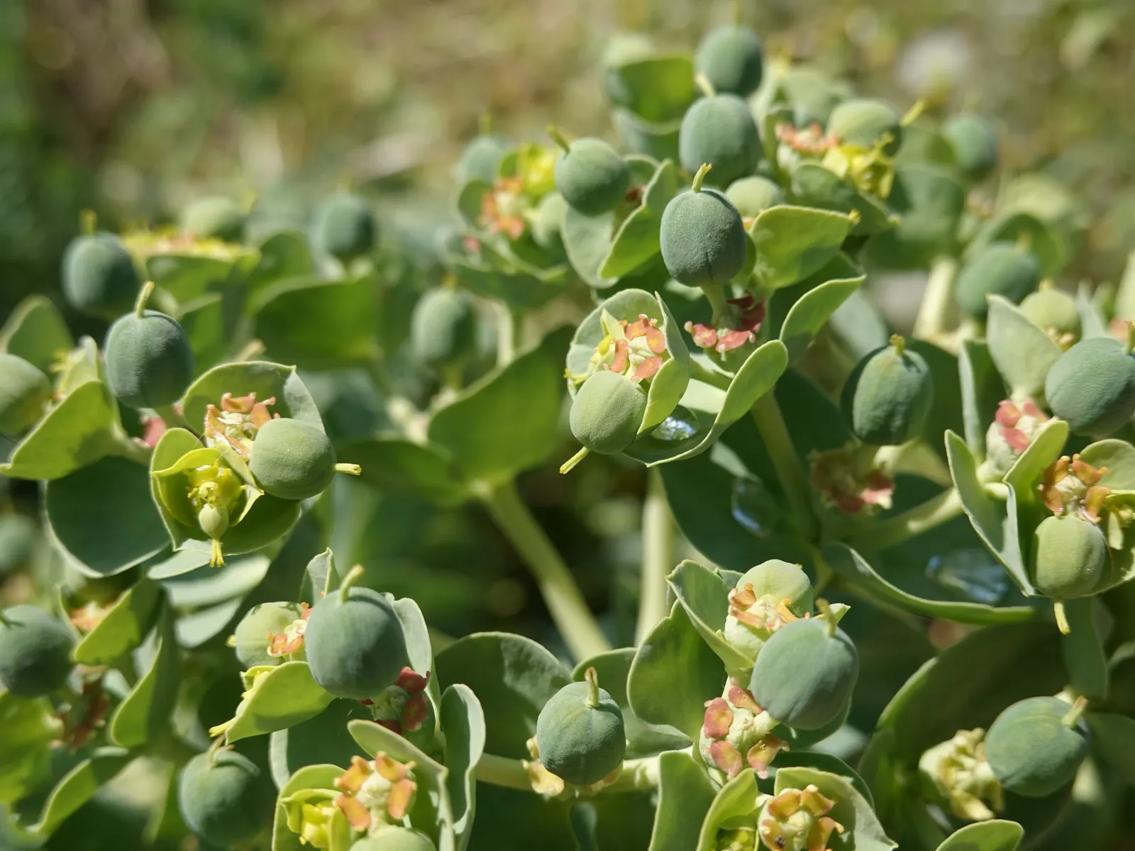 Donkey Tail Euphorbia (Euphorbia Myrsinites) — Euphorbia myrsinites thrives in USDA Hardiness Zones 5 through 9; donkey Tail Euphorbia makes an, image 72