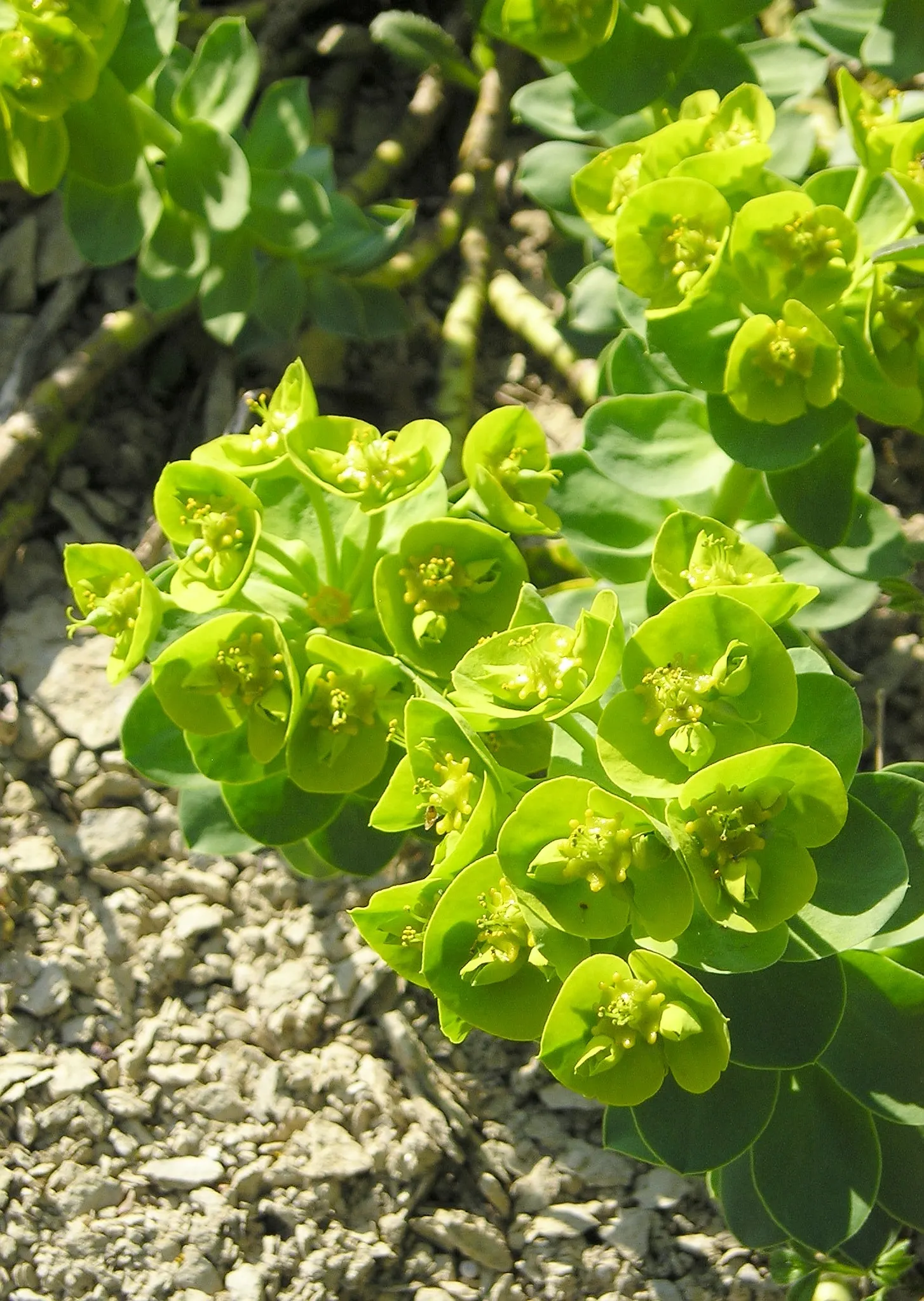 Donkey Tail Euphorbia (Euphorbia Myrsinites) — although not true flowers