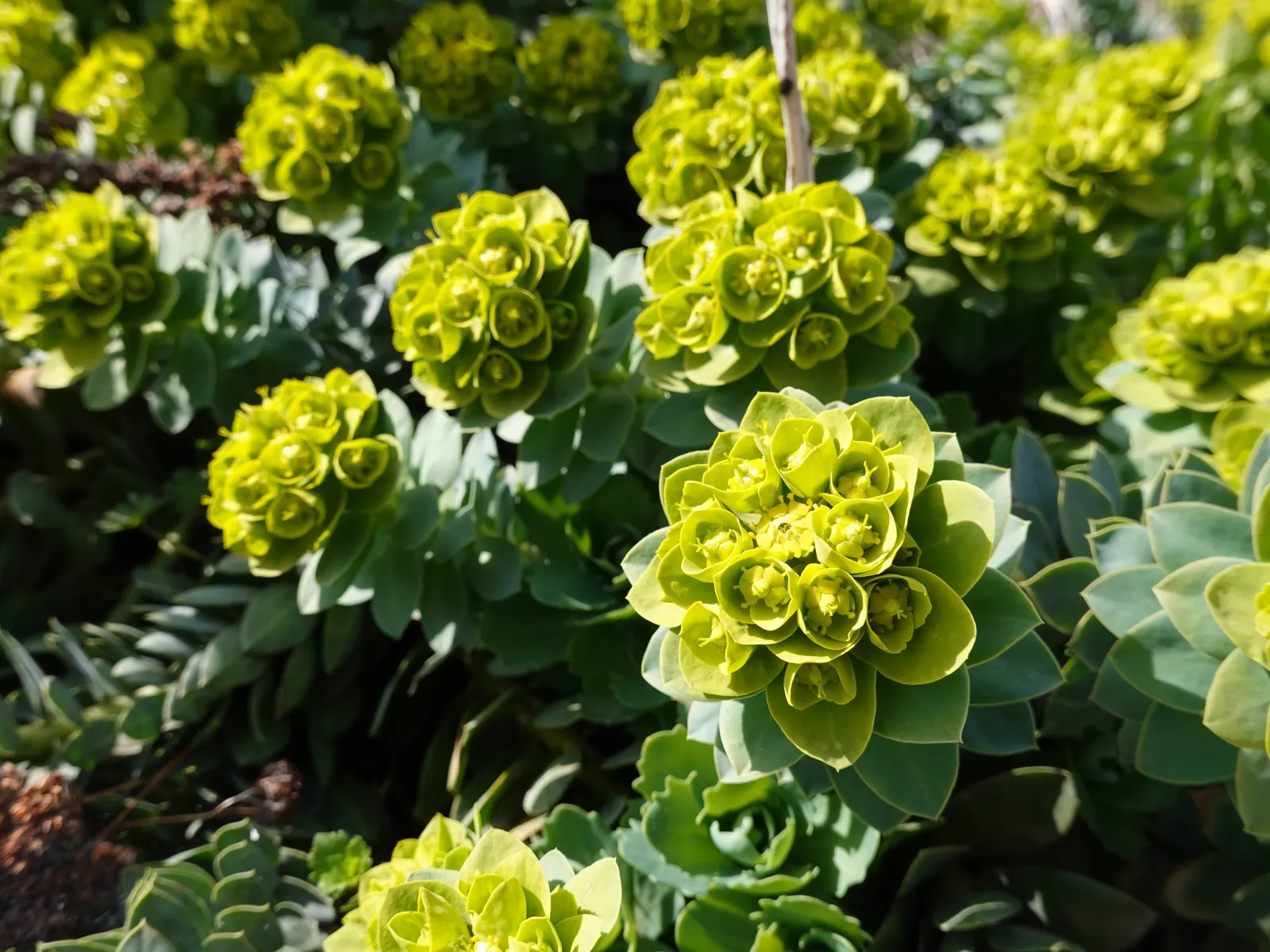 Donkey Tail Euphorbia (Euphorbia Myrsinites) — It is well suited for xeriscaping; yellow flowers in the garden