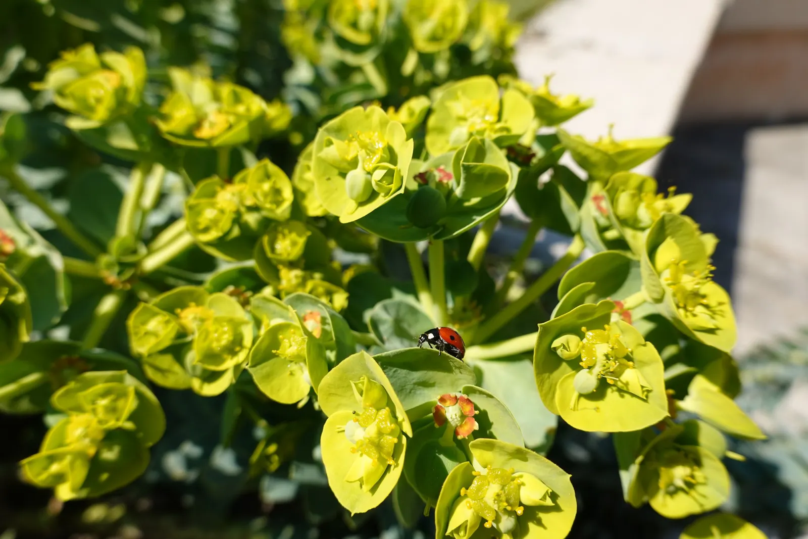 Donkey Tail Euphorbia (Euphorbia Myrsinites) — yellow flowers in the garden