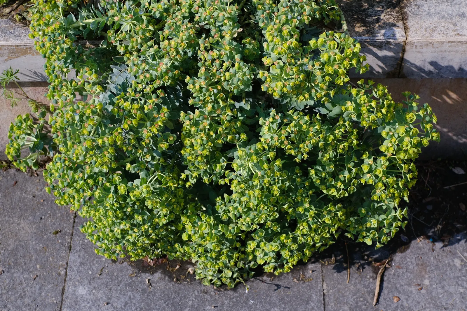 Donkey Tail Euphorbia (Euphorbia Myrsinites) — Handle with care due to its skin-irritating sap; this hardy plant features sprawling stems