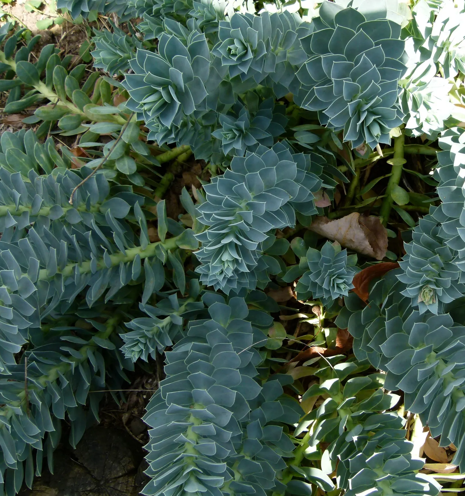 Donkey Tail Euphorbia (Euphorbia Myrsinites) — Handle with care due to its skin-irritating sap