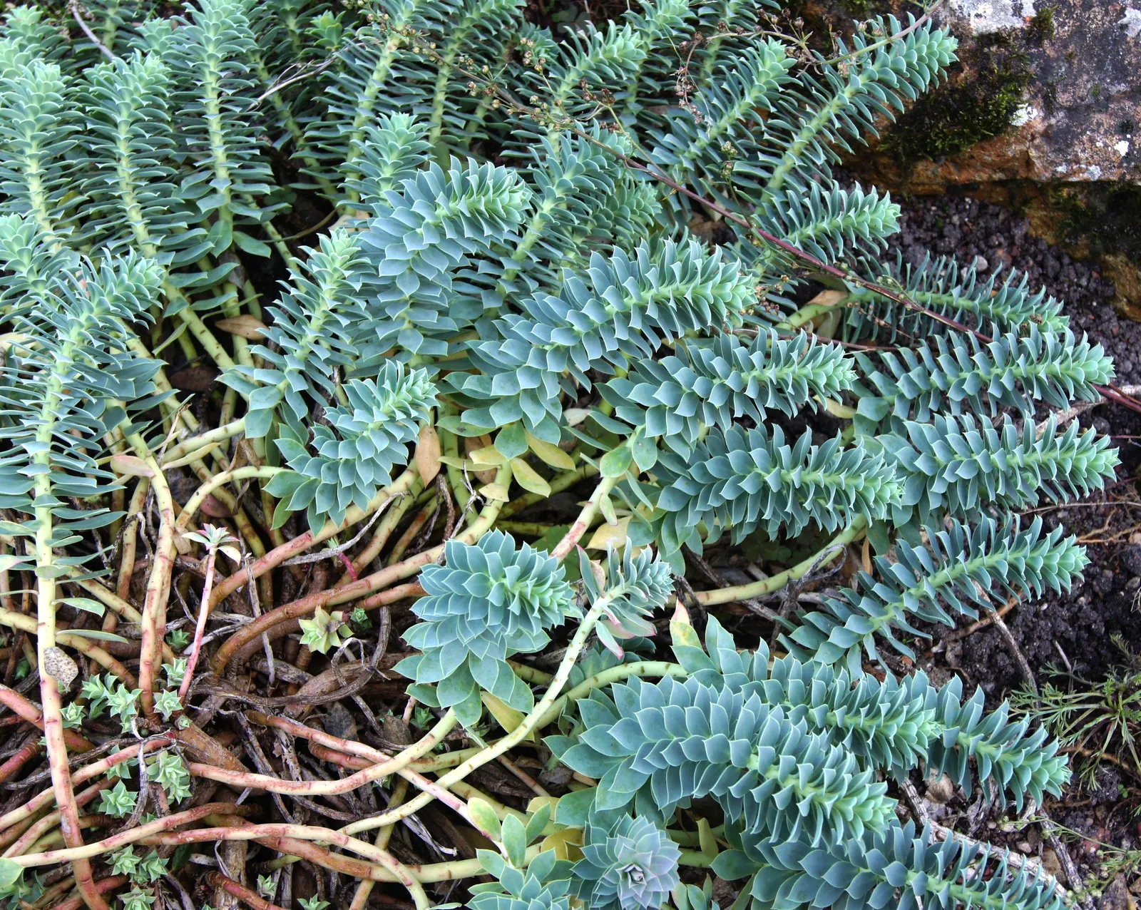 Donkey Tail Euphorbia (Euphorbia Myrsinites) — This hardy plant features sprawling stems; succulent for full, image 69