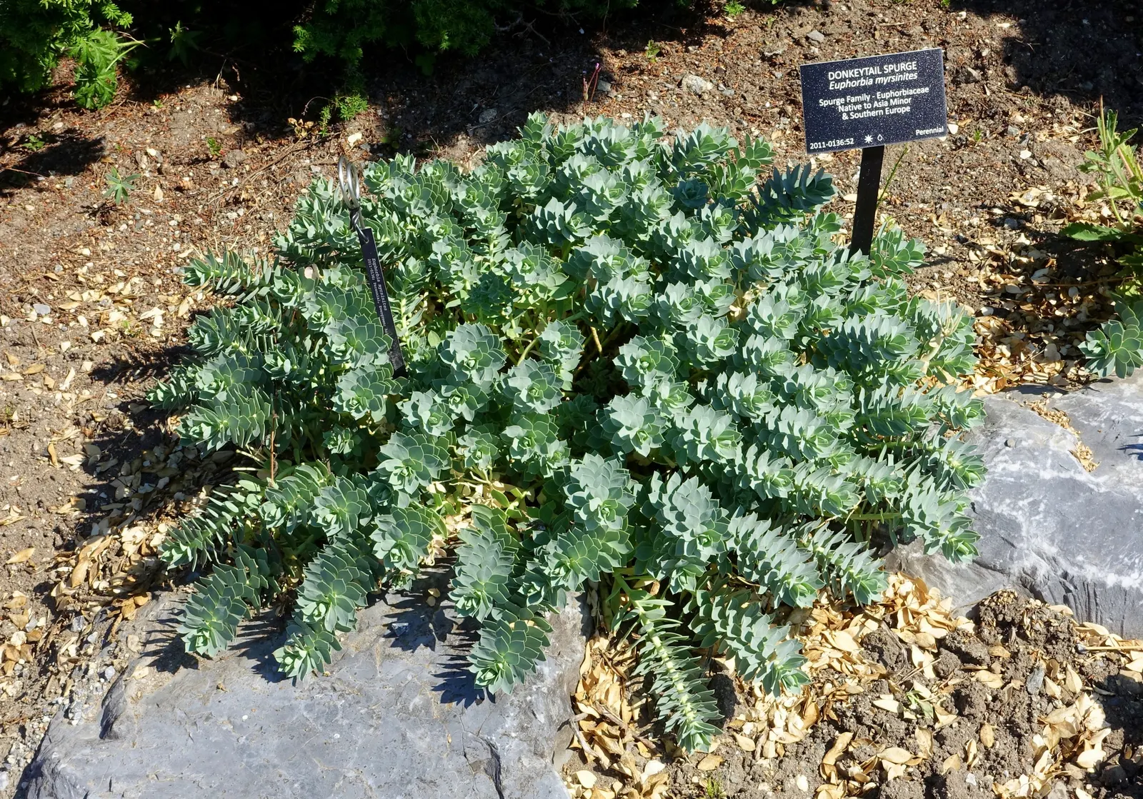 Donkey Tail Euphorbia (Euphorbia Myrsinites) — Its drought tolerance and unique appearance make it a valuable addition to any water-conscious landscape