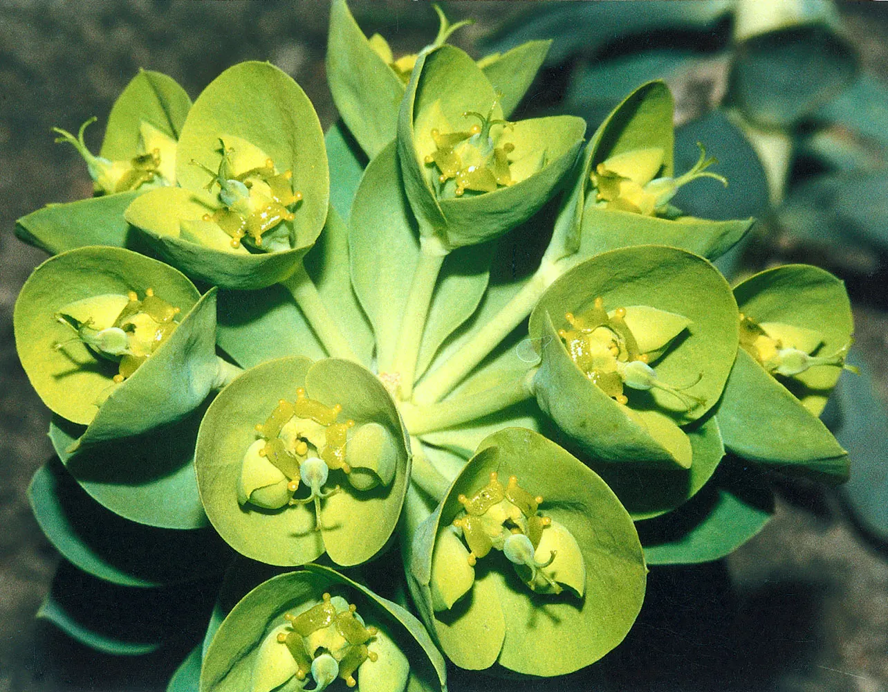 Donkey Tail Euphorbia (Euphorbia Myrsinites) — Characterized by its trailing stems and spirally arranged, blue-green leaves, it thrives in USDA, image 32
