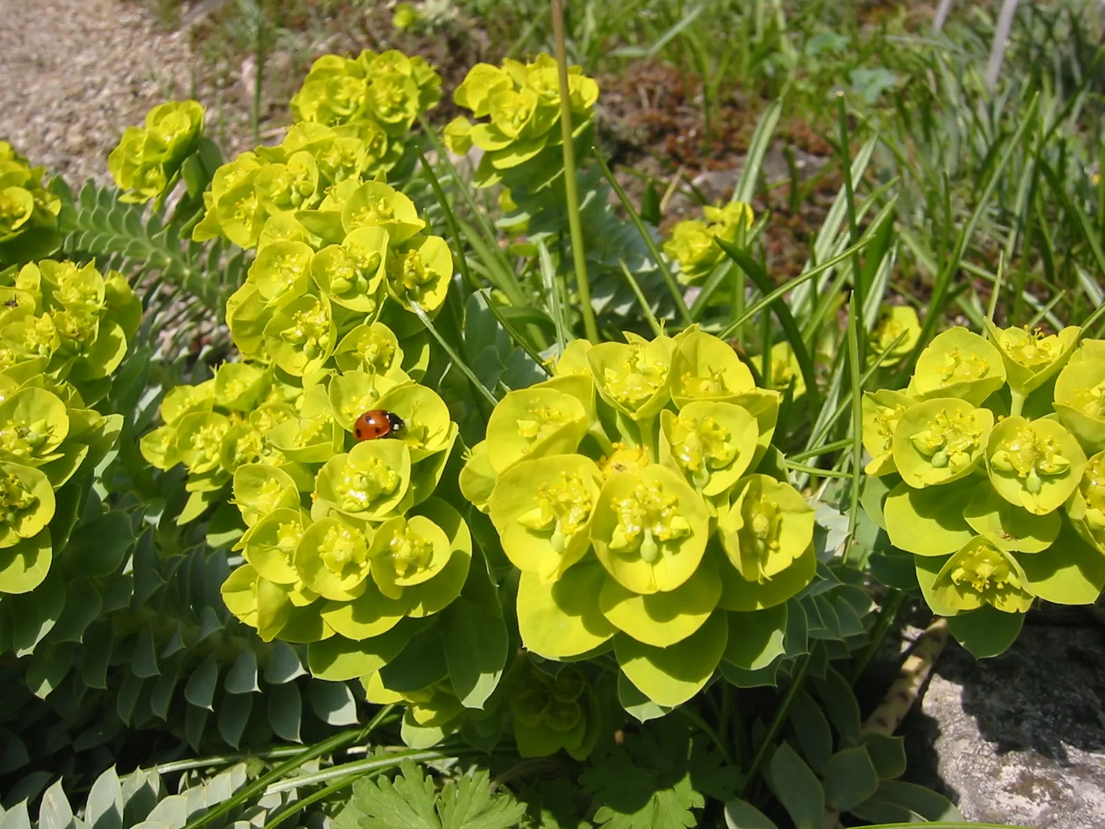 Donkey Tail Euphorbia (Euphorbia Myrsinites) — The plant prefers full sun to partial shade exposure; euphorbia myrsinites thrives in USDA Hardiness, image 75
