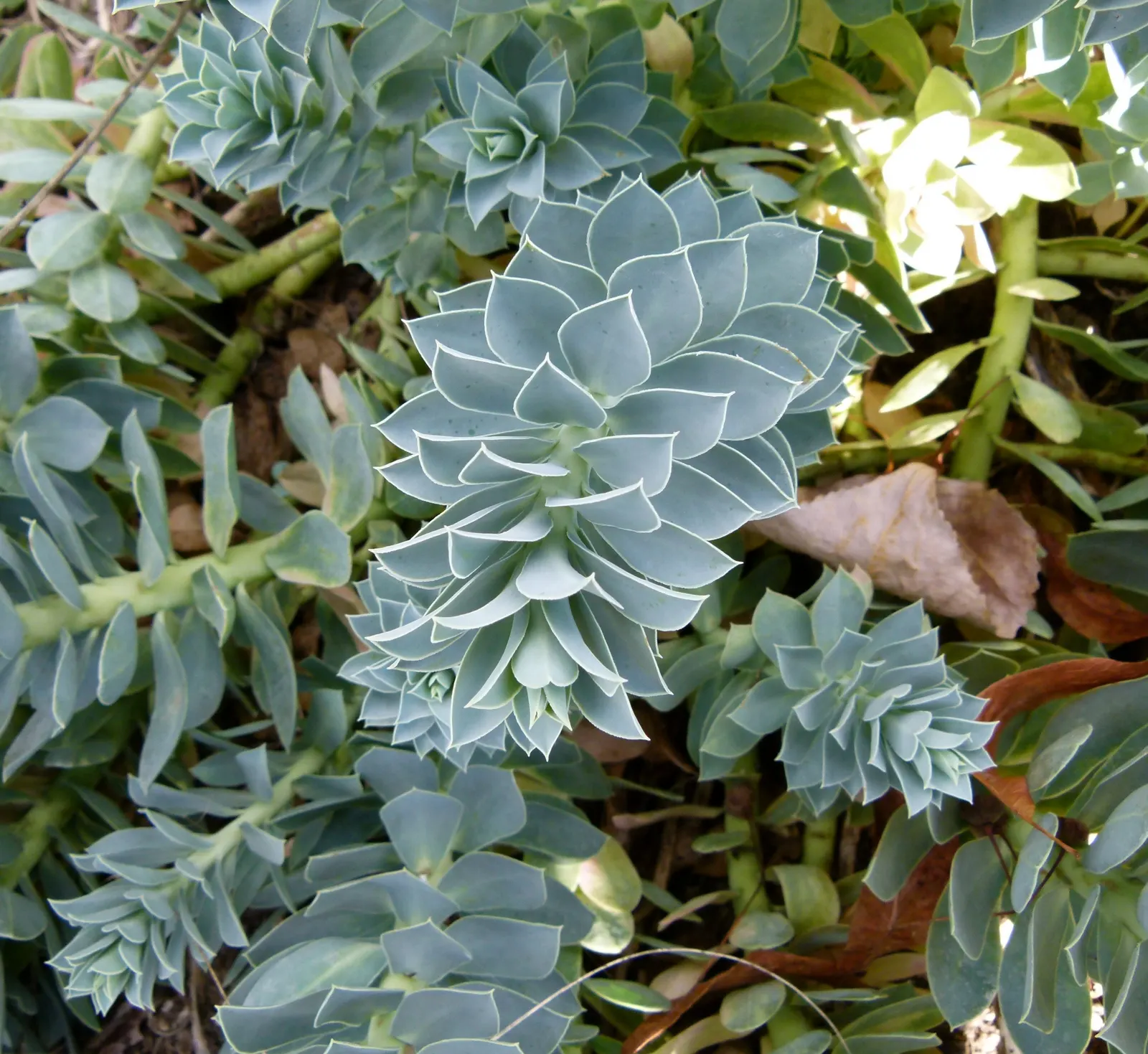 Donkey Tail Euphorbia (Euphorbia Myrsinites) — are striking and attract pollinators