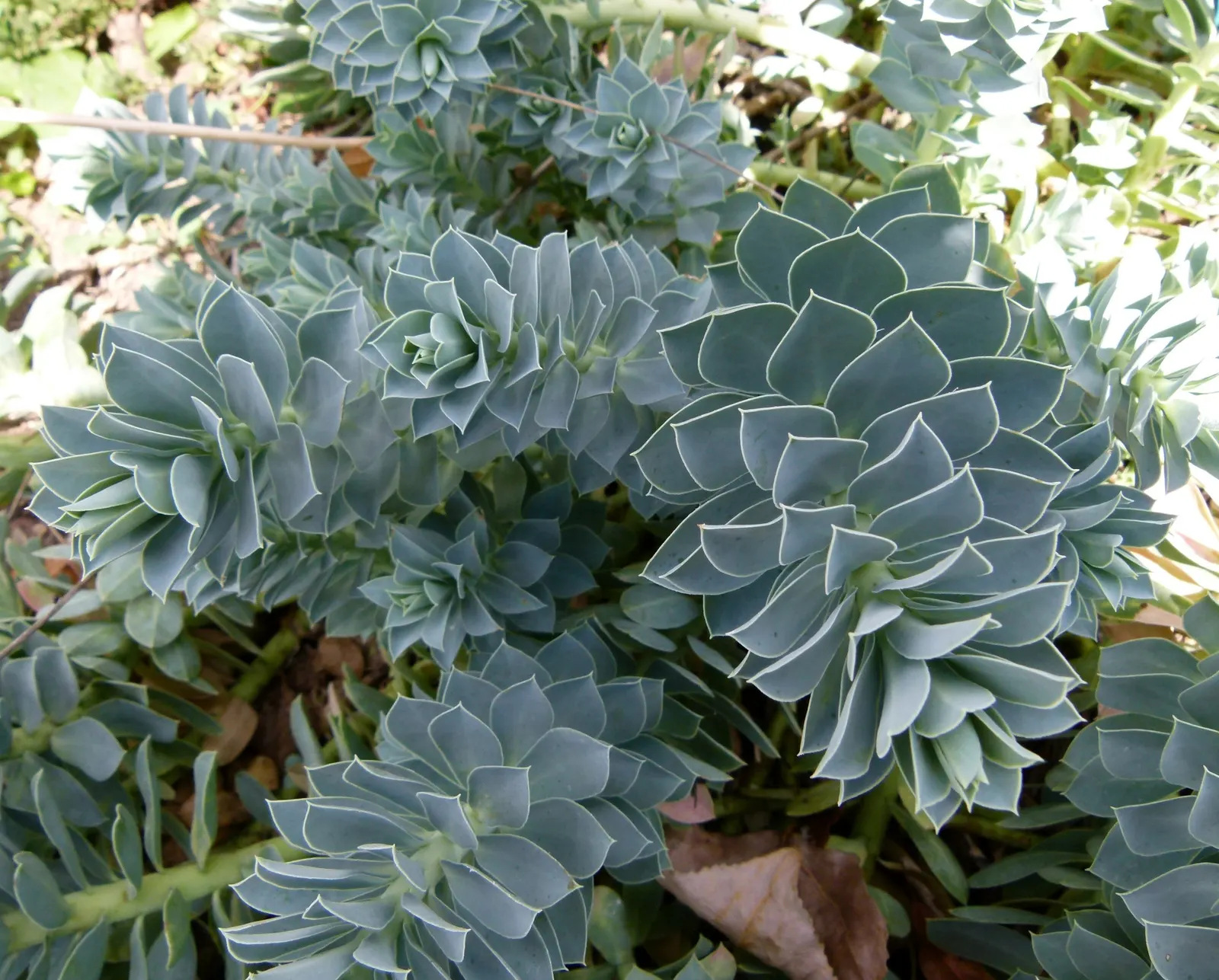 Donkey Tail Euphorbia (Euphorbia Myrsinites) — The plant prefers full sun to partial shade exposure