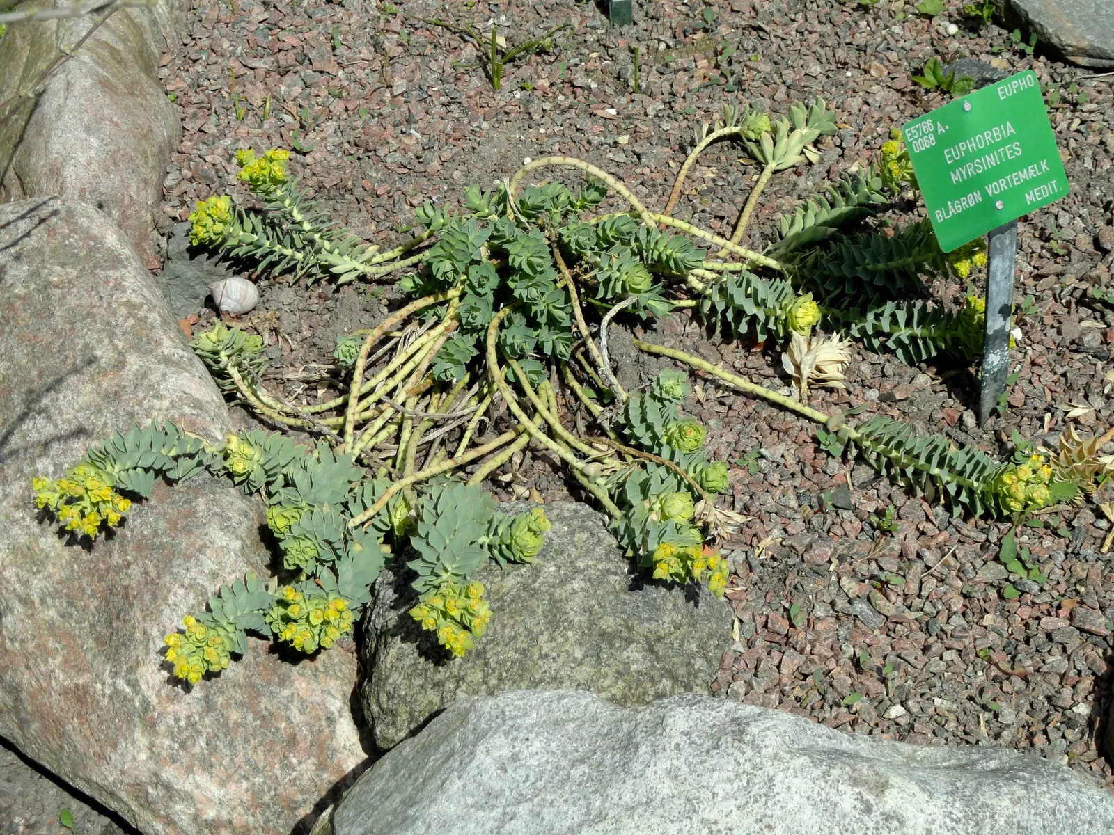 Donkey Tail Euphorbia (Euphorbia Myrsinites) — It can also be used to edge pathways