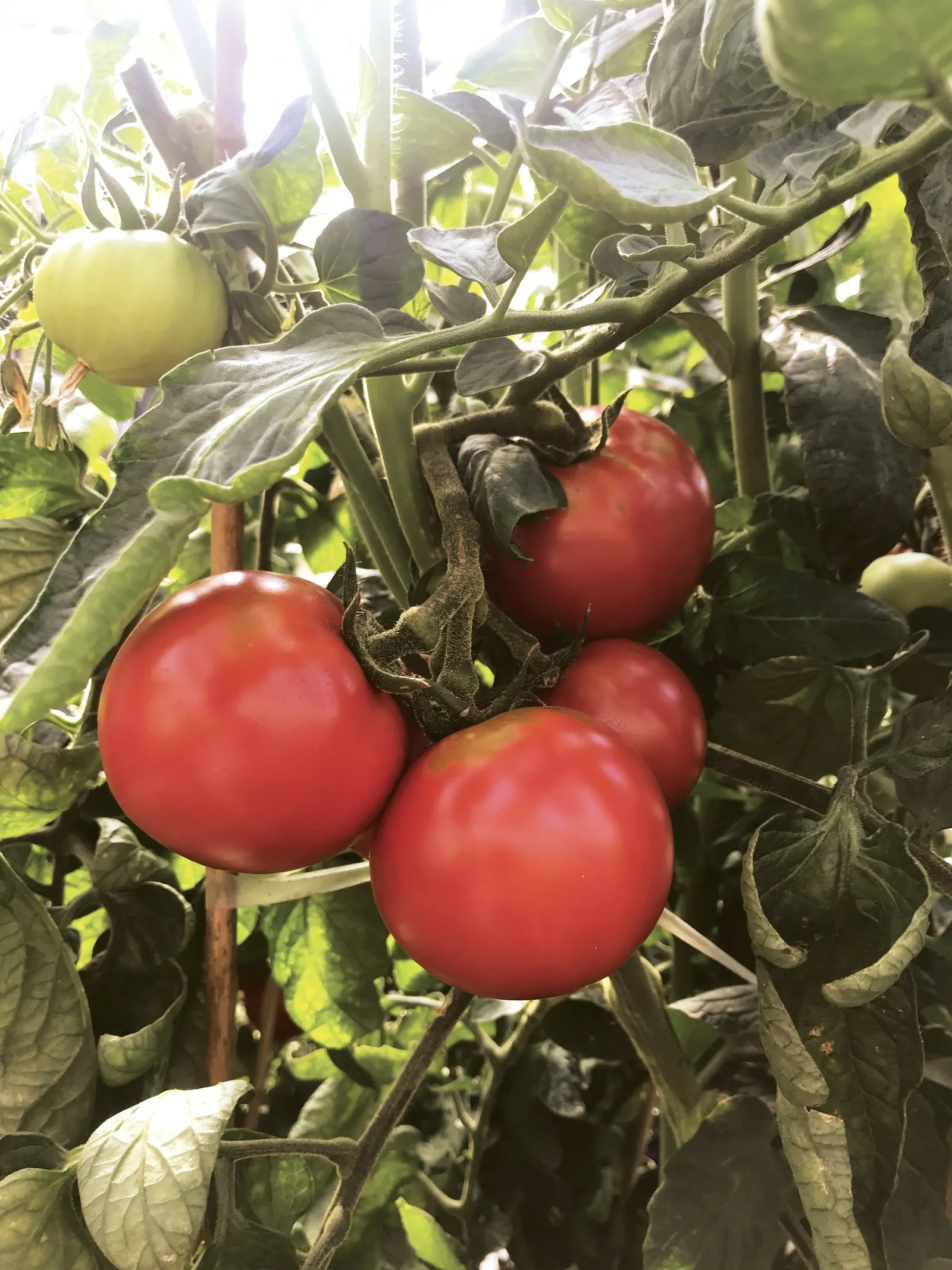 Garden Treasure Tomato (Solanum lycopersicum) — and richly flavored red fruit
