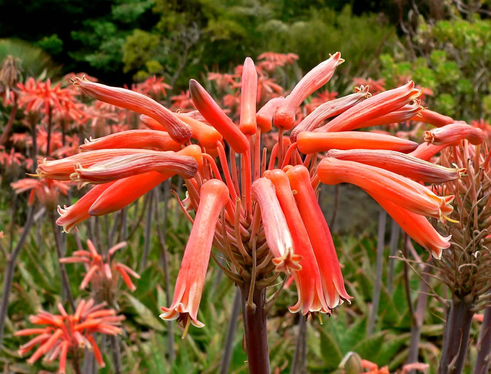 Soap Aloe (Aloe Saponaria) — requiring minimal maintenance once established