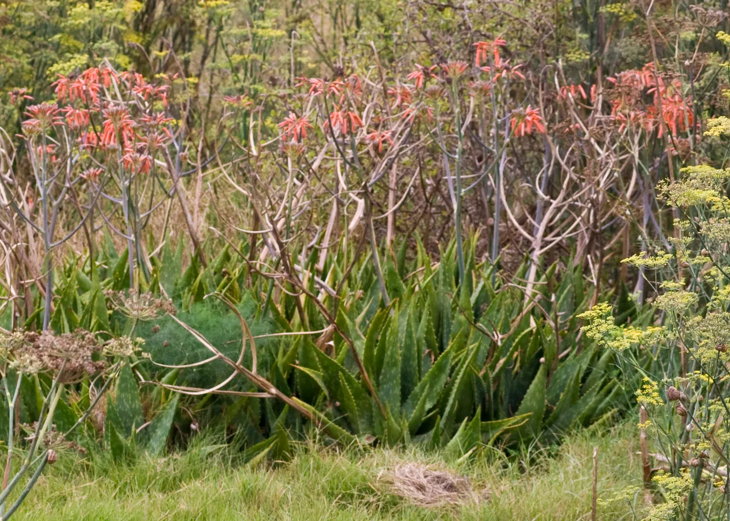 Soap Aloe (Aloe Saponaria) — Blooms typically appear in the late spring to early summer