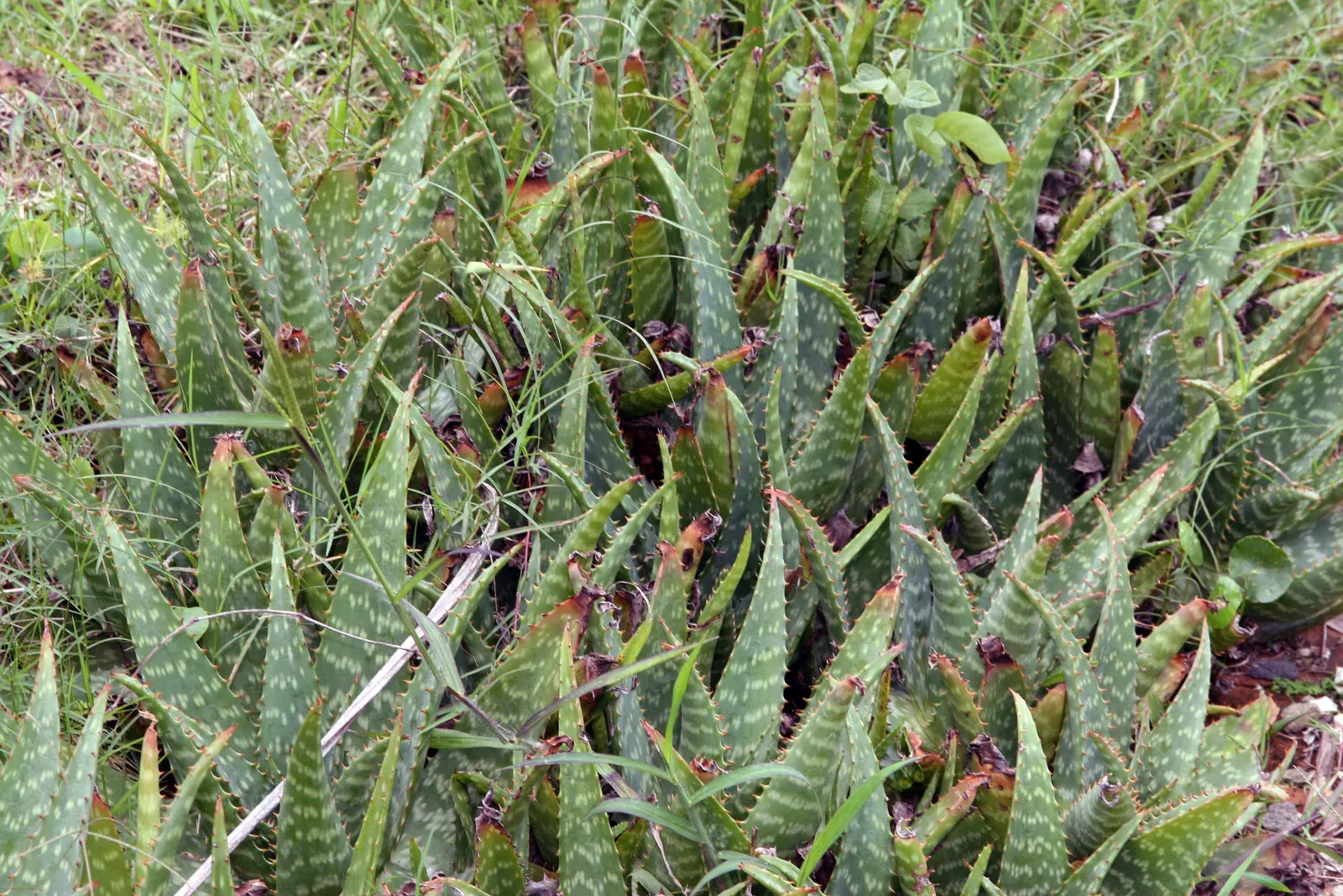 Soap Aloe (Aloe Saponaria) — It prefers well-draining soil and full sun to partial shade