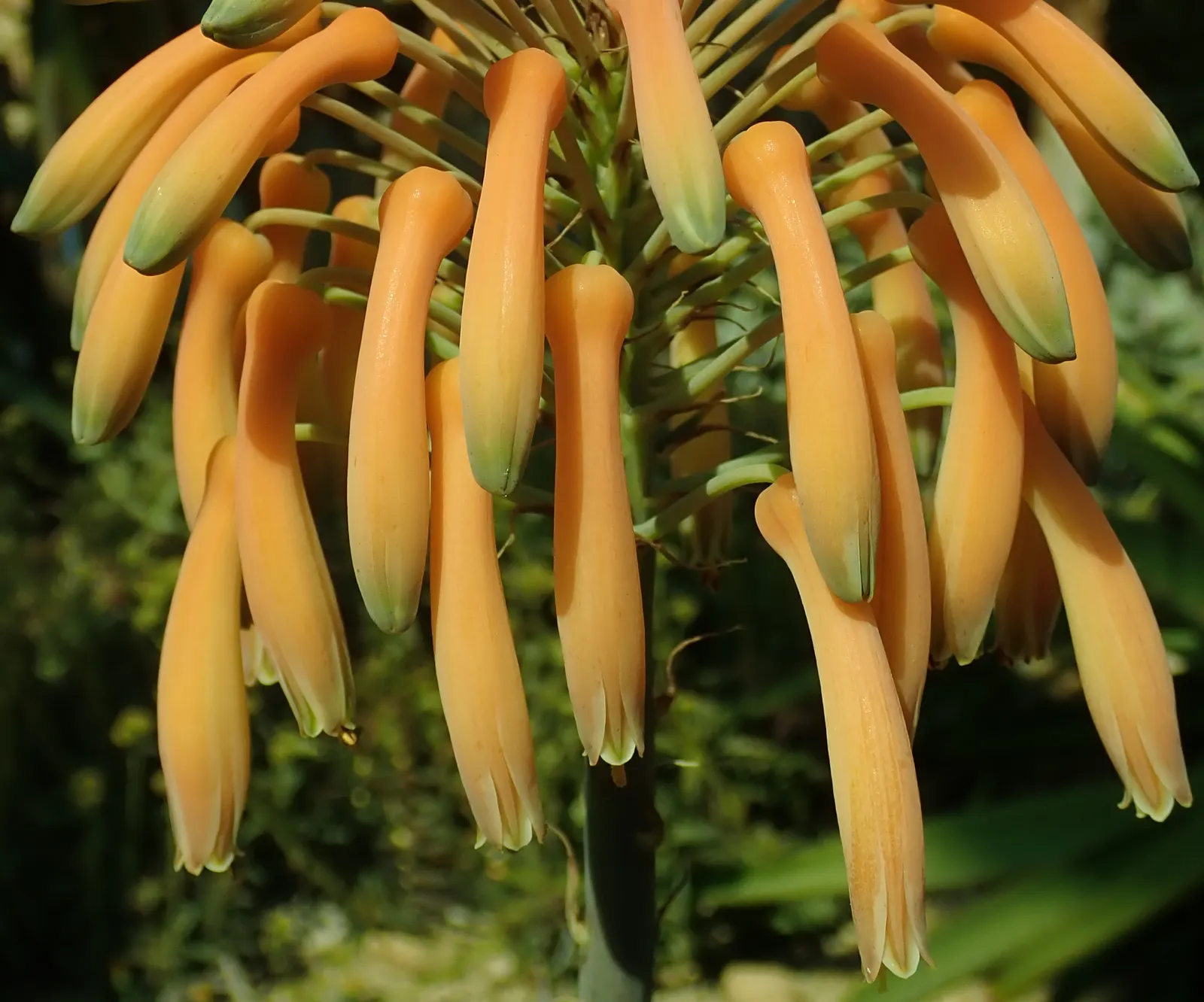 Soap Aloe (Aloe Saponaria) — commonly known as African aloe or soap aloe