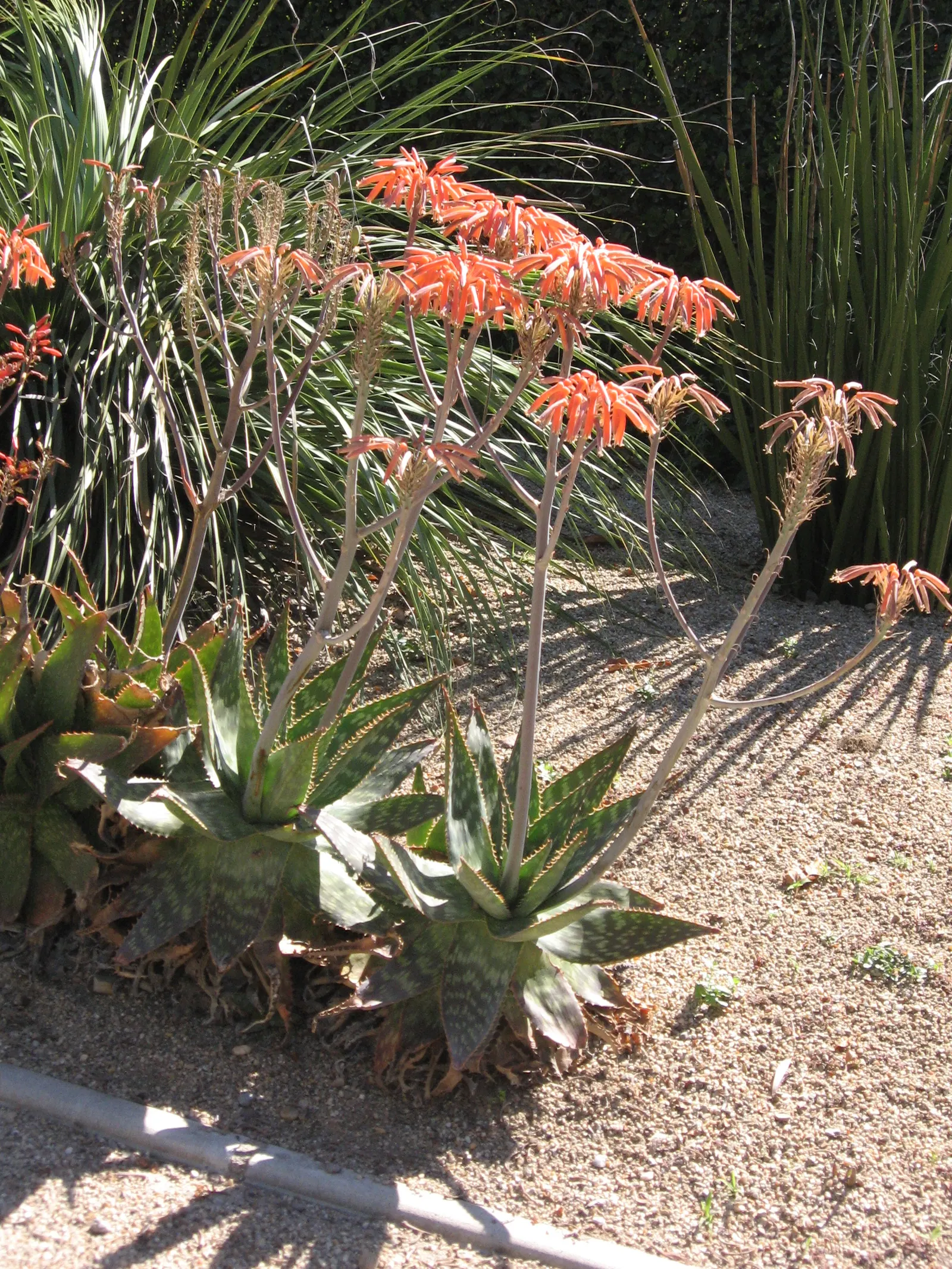 Soap Aloe (Aloe Saponaria) — is a robust succulent featuring rosettes of fleshy; with vivid orange-red blooms emerging on spikes up to 2 feet tall