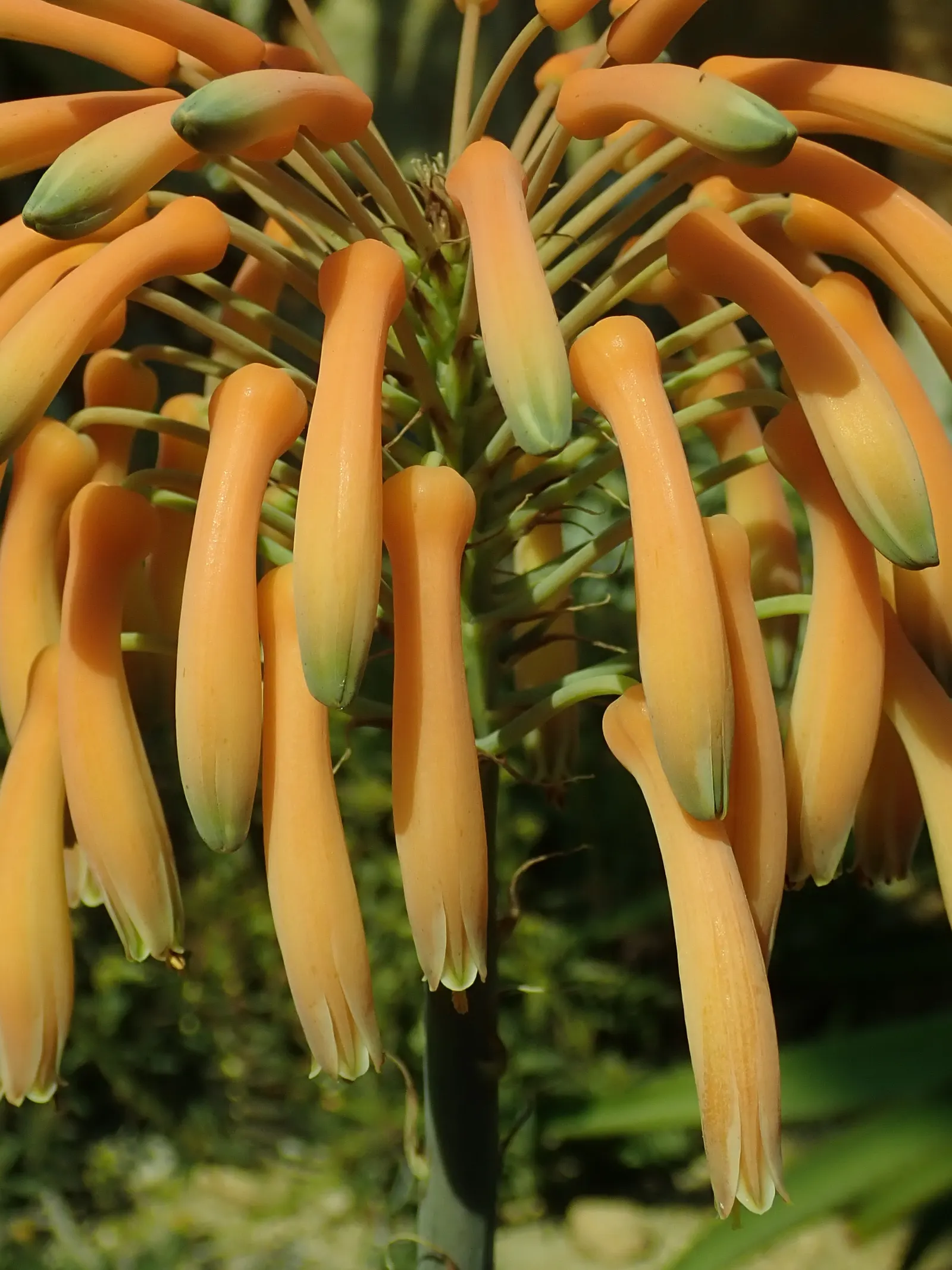 Soap Aloe (Aloe Saponaria) — is a vibrant and hardy perennial succulent