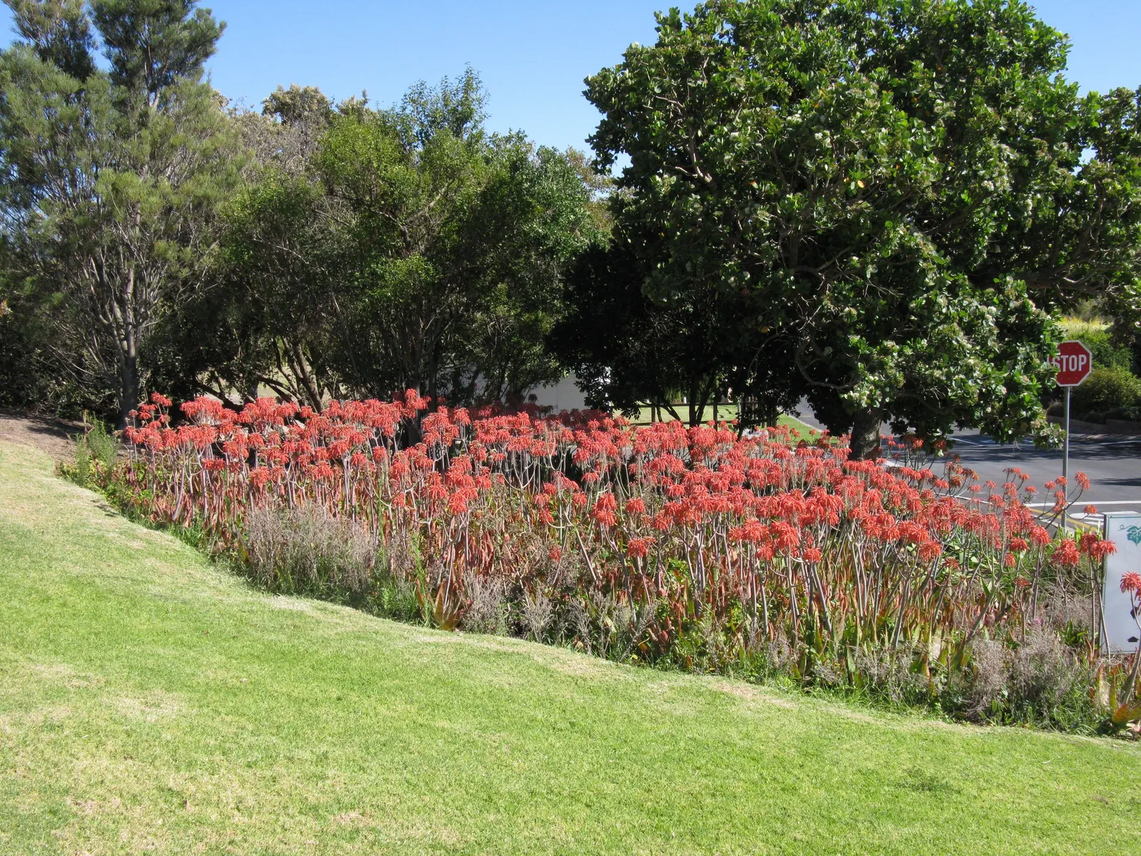Soap Aloe (Aloe Saponaria) — lance-shaped leaves that span approximately 12 to 18 inches across when mature