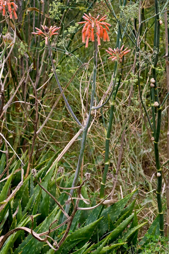 Soap Aloe (Aloe Saponaria) — This easy-care plant thrives in USDA zones 8-11