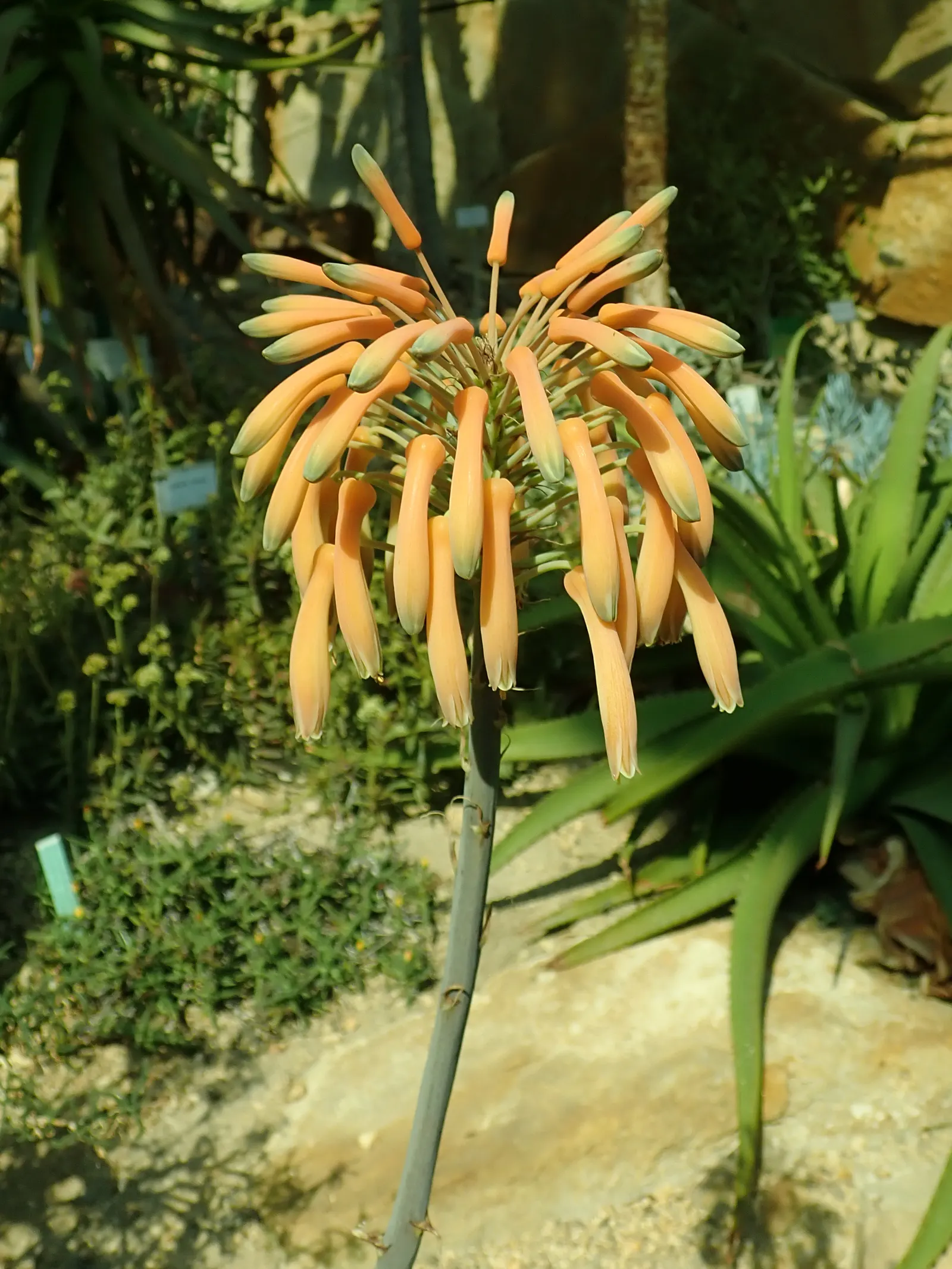 Soap Aloe (Aloe Saponaria) — This succulent is also known for its medicinal properties and can be used topically for skin ailments