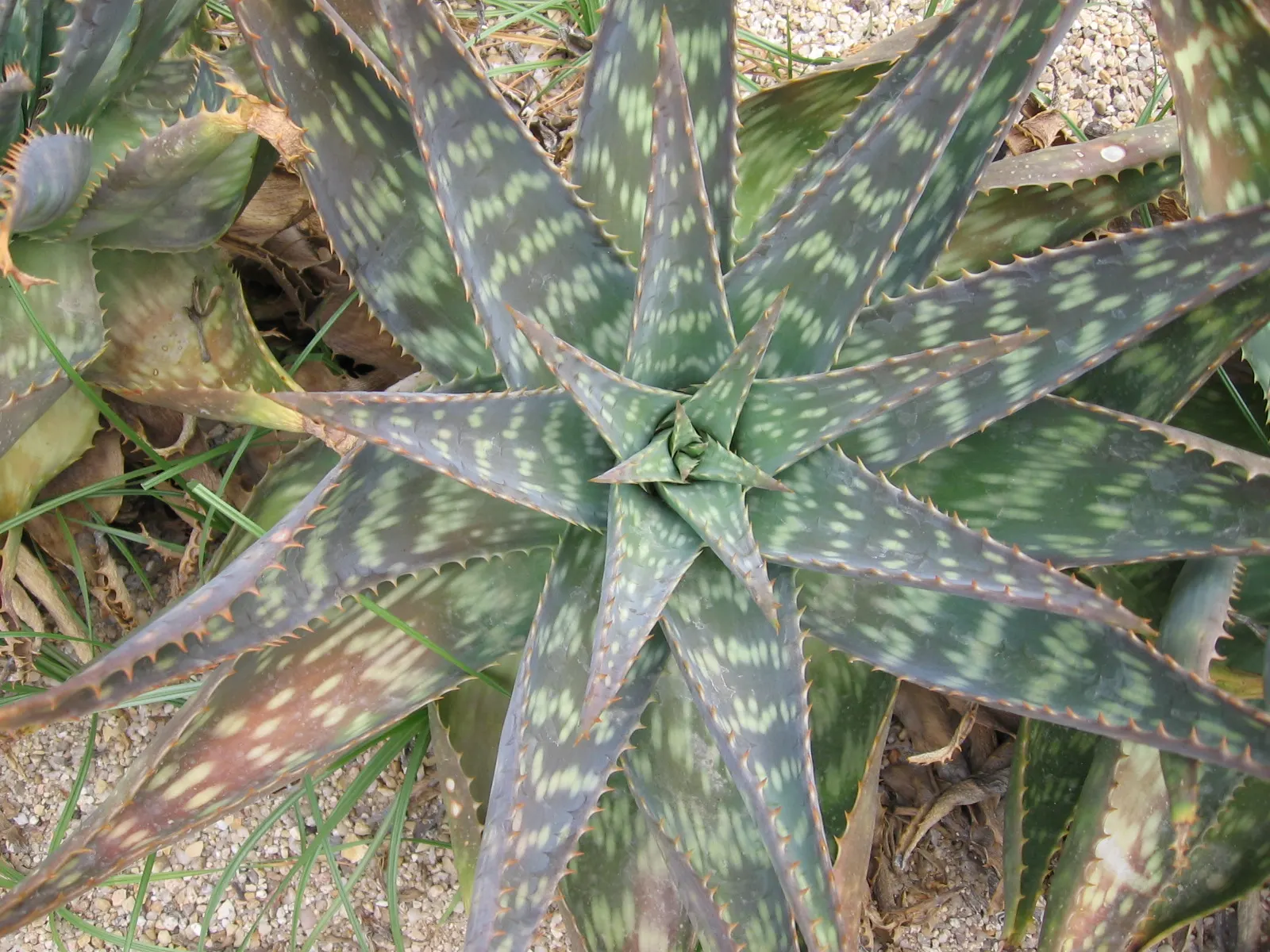 Soap Aloe (Aloe Saponaria) — showcasing its dual appeal in both aesthetics and functionality for your landscaping needs