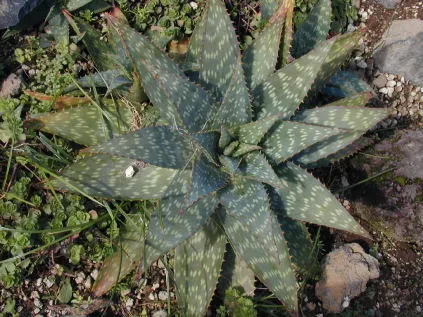 Soap Aloe (Aloe Saponaria) — succulent for full or half or shade