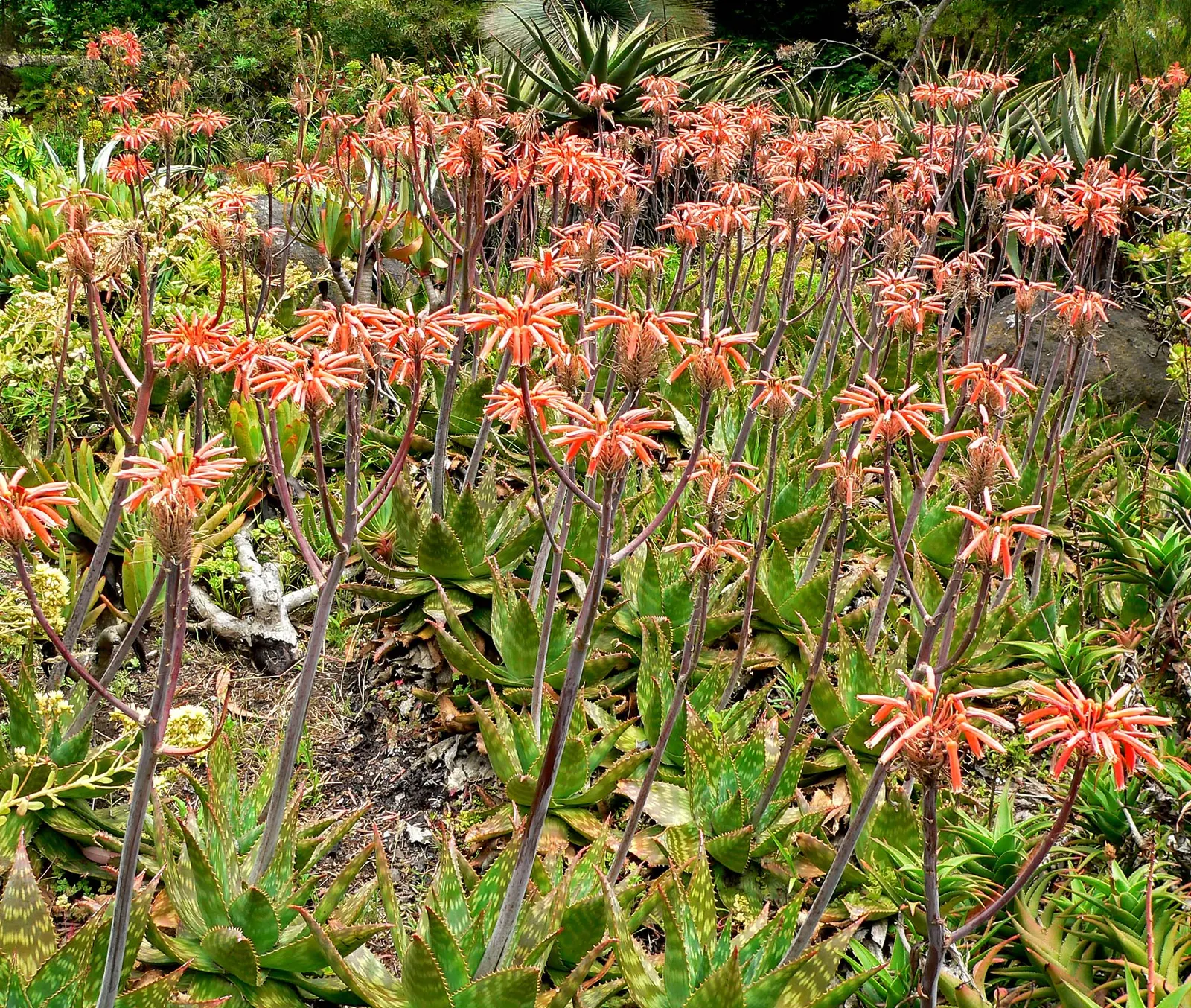 Soap Aloe (Aloe Saponaria) — lance-shaped leaves edged with small teeth; making it an excellent choice for adding texture and color to your landscape design