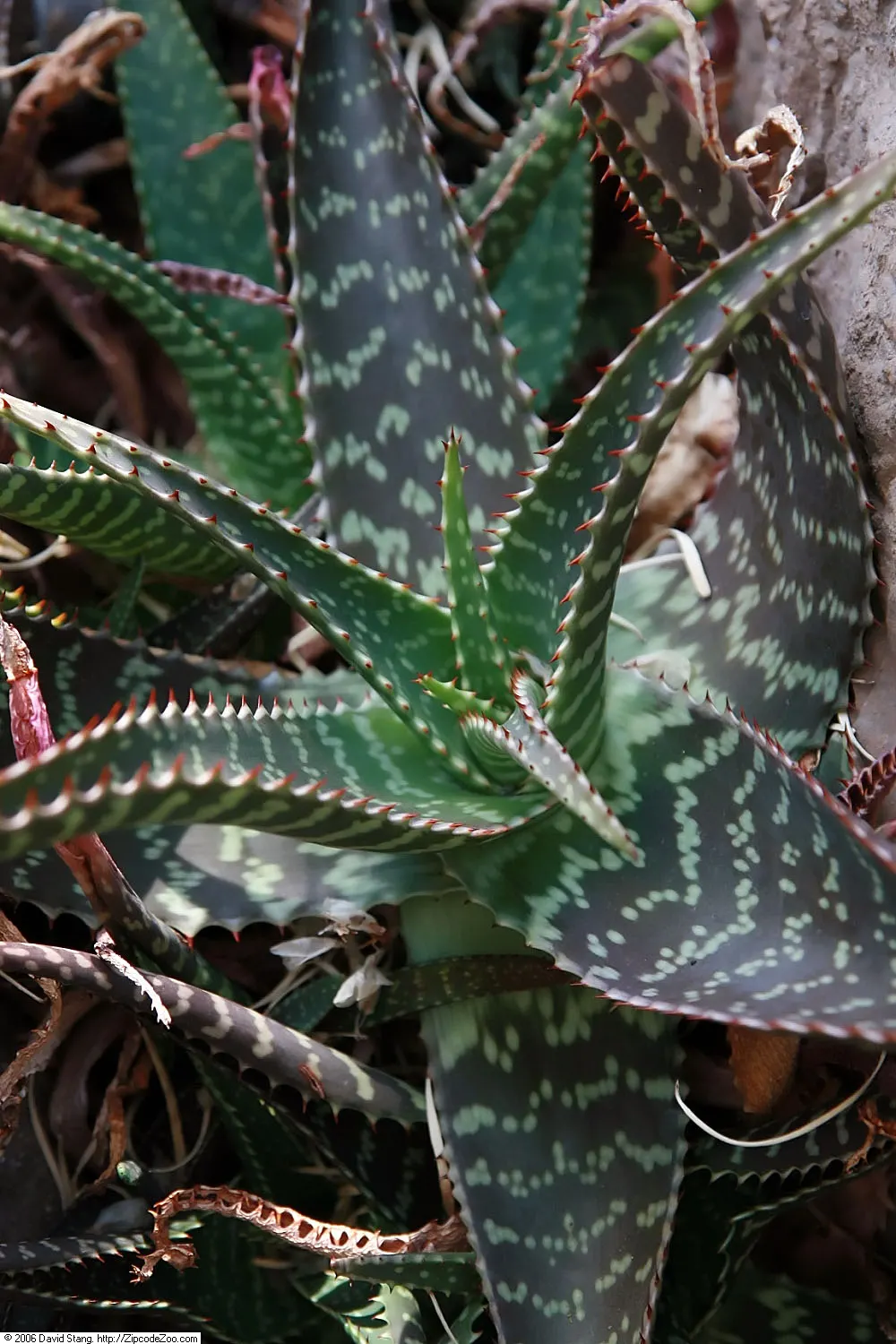 Soap Aloe (Aloe Saponaria) — with vivid orange-red blooms emerging on spikes up to 2 feet tall; leaves exhibit a blend of green and bronze hues