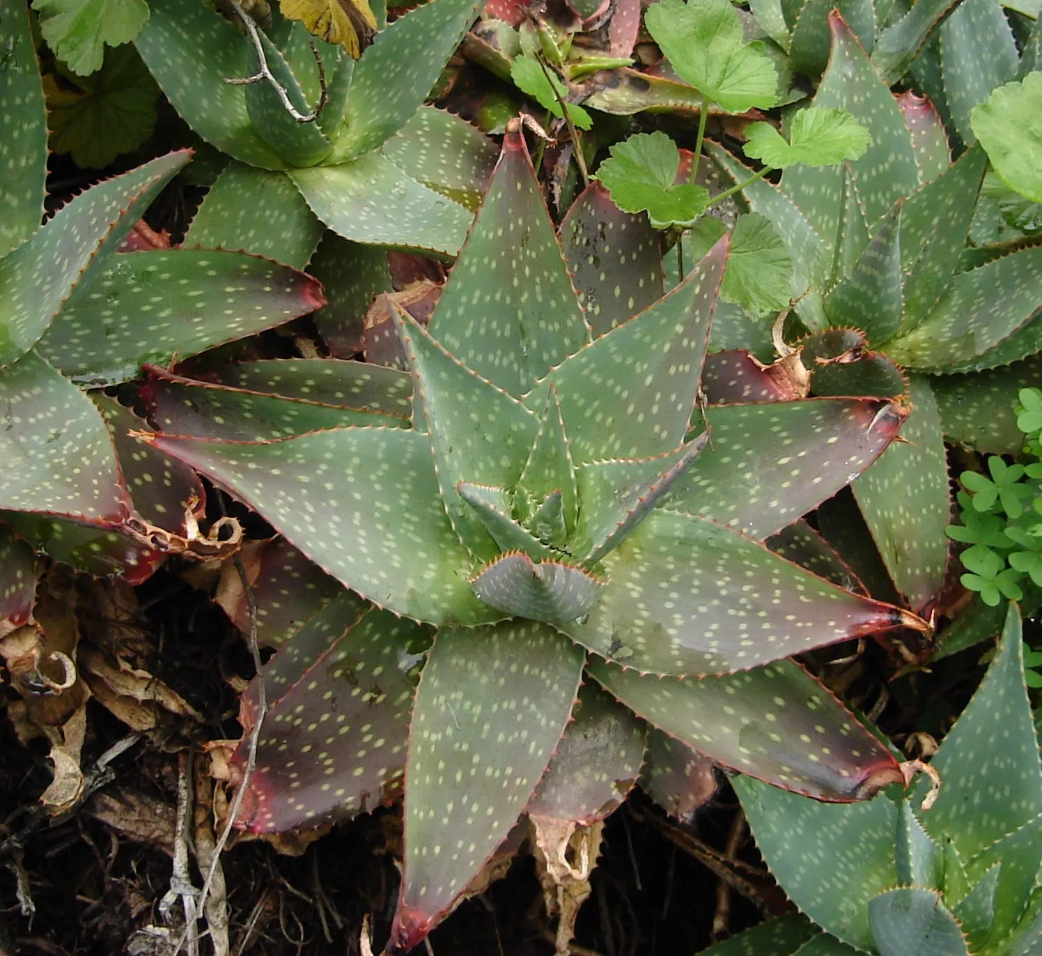 Soap Aloe (Aloe Saponaria) — This easy-care plant thrives in USDA zones 8-11; is a vibrant and hardy perennial succulent