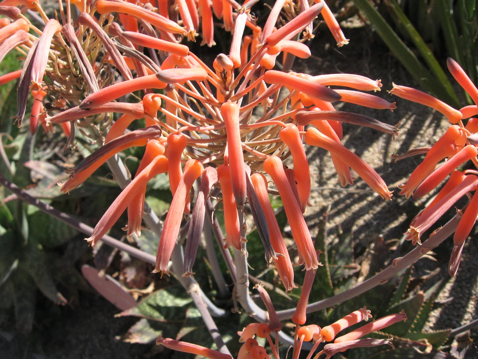 Soap Aloe (Aloe Saponaria) — succulent with orange and red blooms