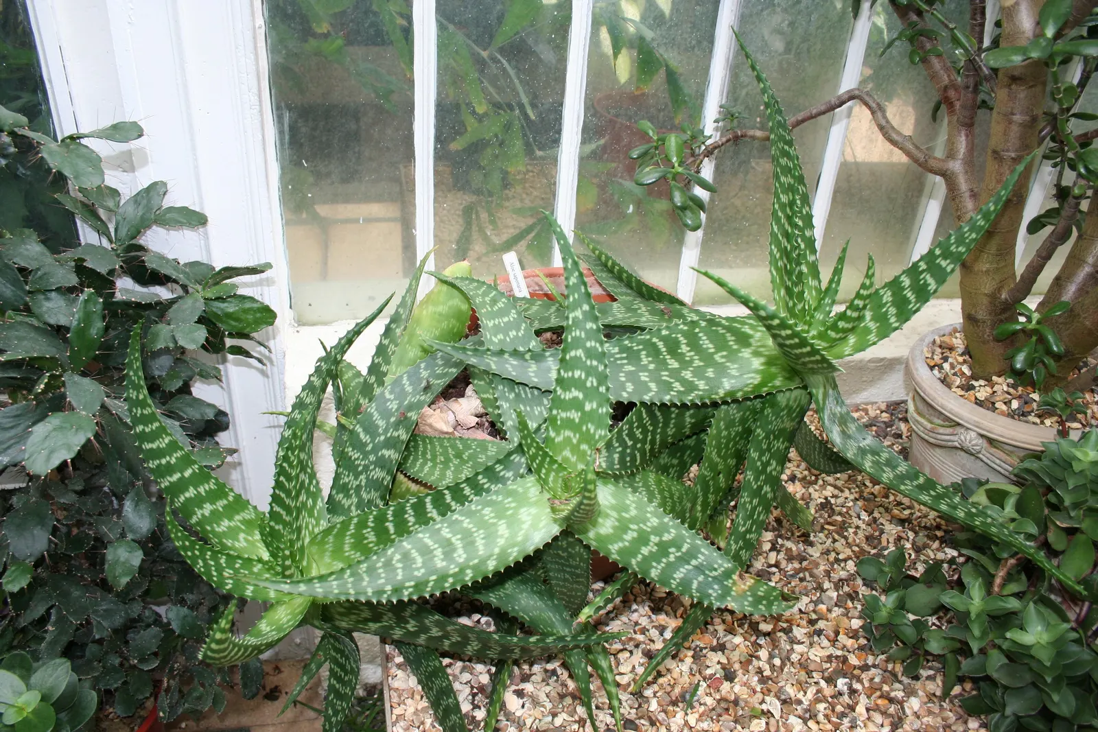 Soap Aloe (Aloe Saponaria) — Leaves exhibit a blend of green and bronze hues; this succulent is also known for its medicinal properties and can be used