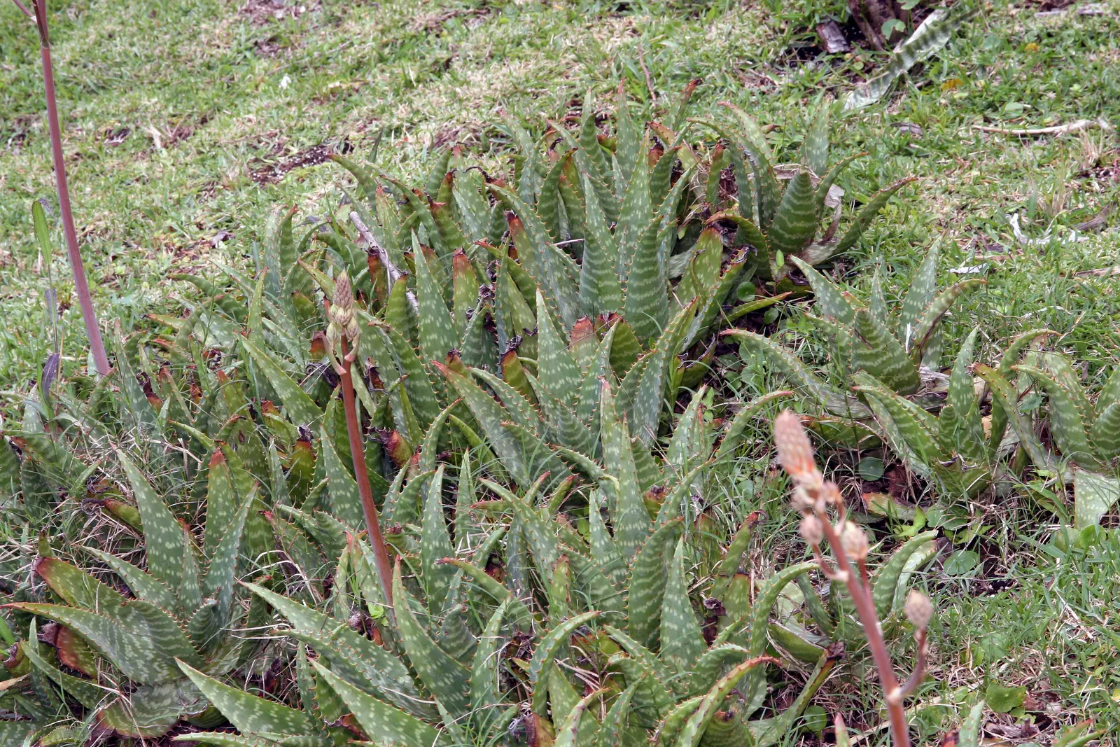 Soap Aloe (Aloe Saponaria) — Leaves exhibit a blend of green and bronze hues