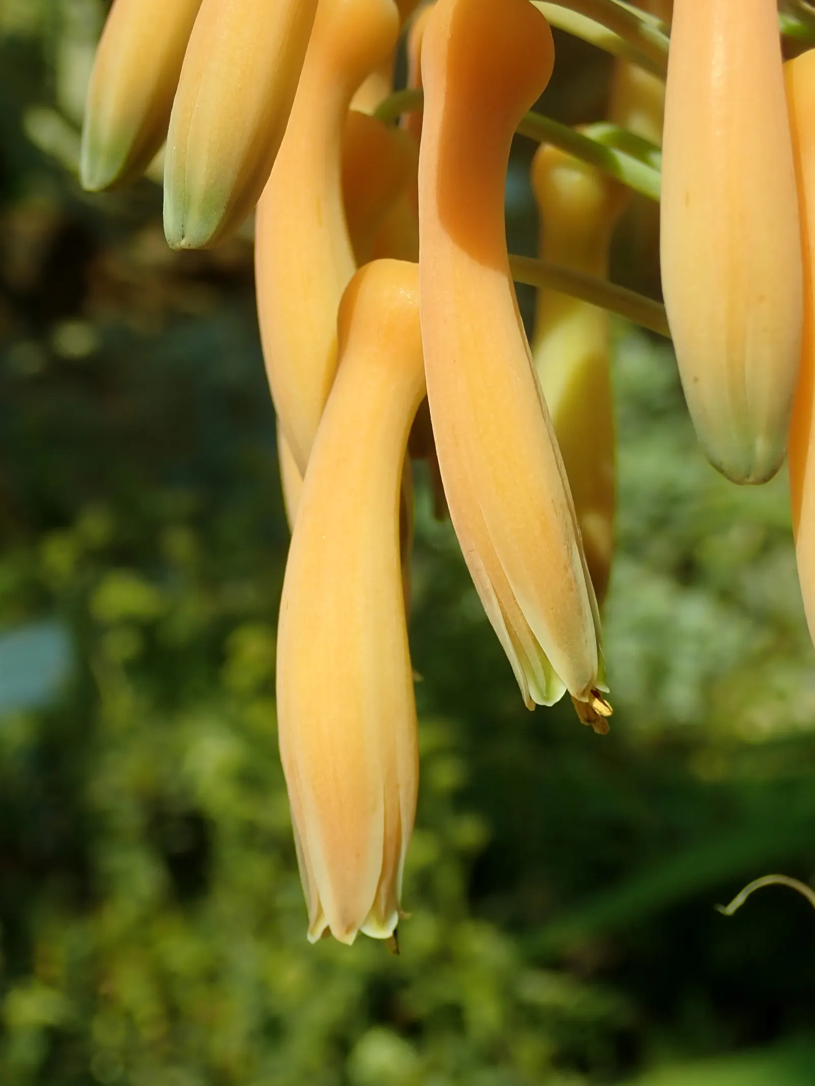 Soap Aloe (Aloe Saponaria) — Aloe saponaria is distinguished by its dense rosette of fleshy