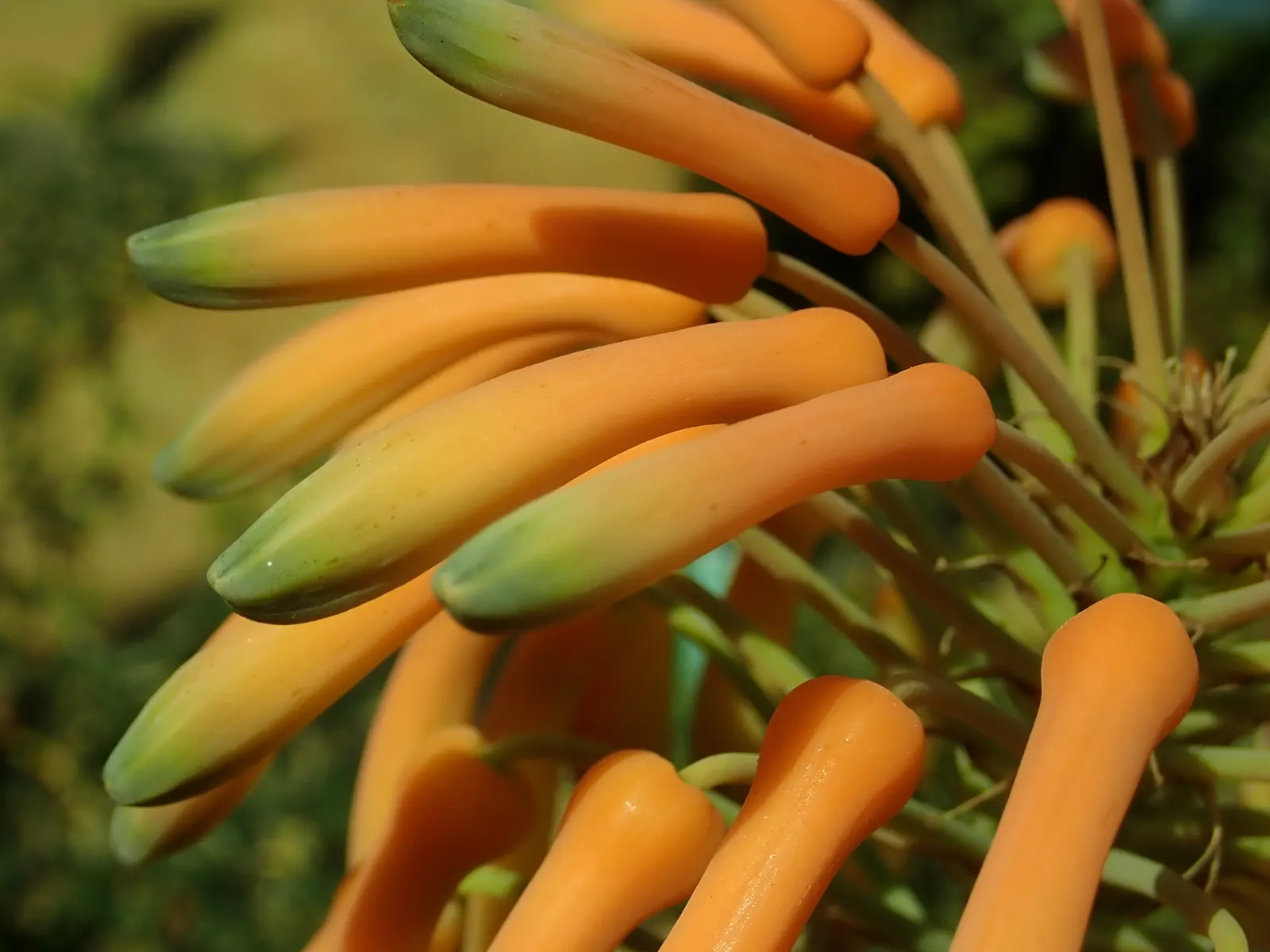 Soap Aloe (Aloe Saponaria) — prefers well-drained soil