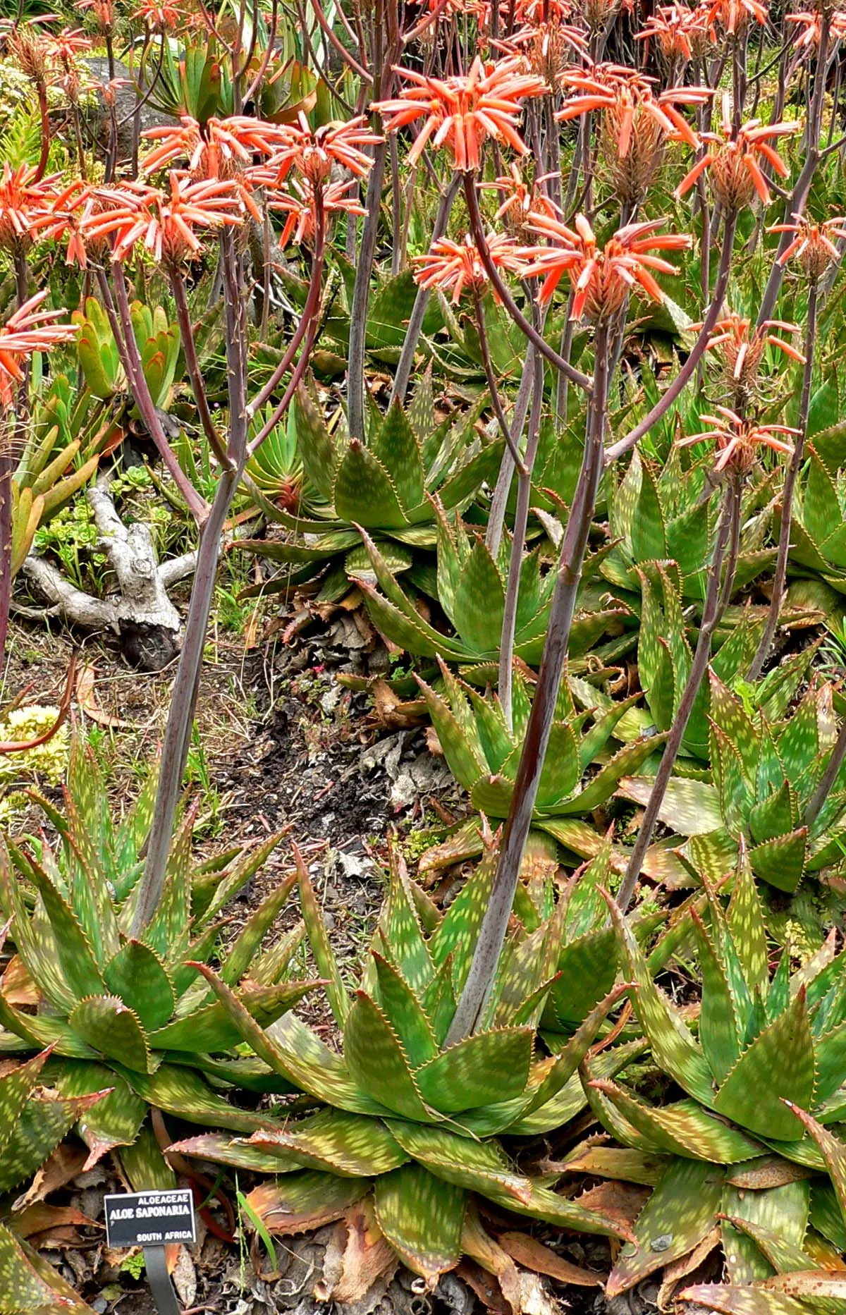 Soap Aloe (Aloe Saponaria) — is a robust succulent featuring rosettes of fleshy