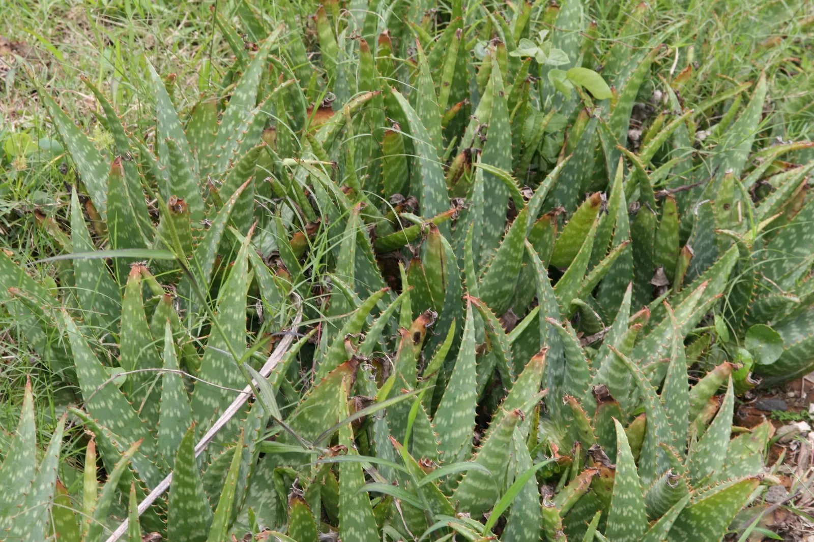 Soap Aloe (Aloe Saponaria) — with vivid orange-red blooms emerging on spikes up to 2 feet tall