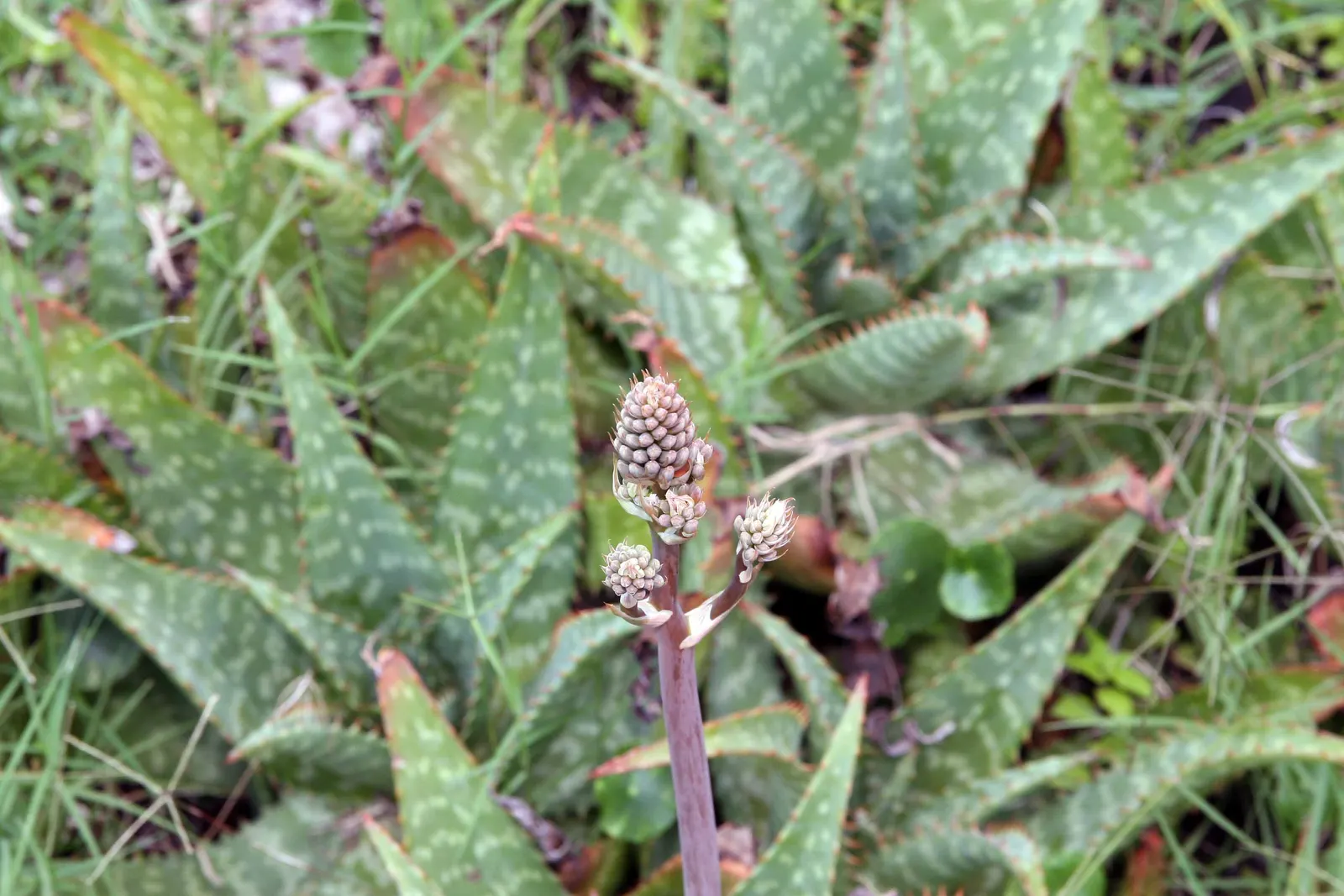 Soap Aloe (Aloe Saponaria) — This robust plant hails from the robust regions of Africa and thrives in USDA hardiness zones 8 to 11