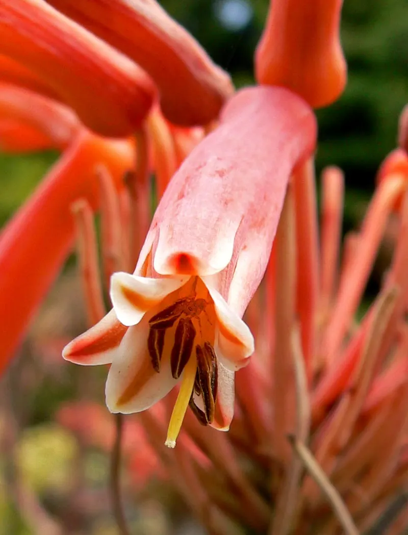 Soap Aloe (Aloe Saponaria) — orange and red flowers in the garden