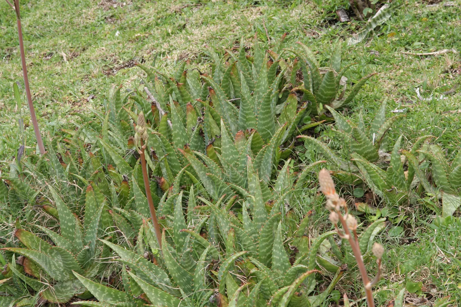 Soap Aloe (Aloe Saponaria) — Ideal for drought-tolerant gardens and xeriscaping