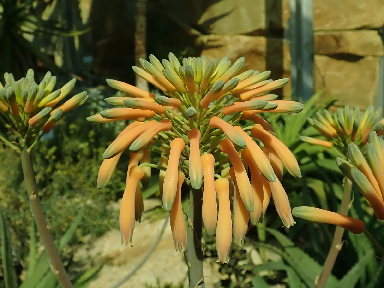 Soap Aloe (Aloe Saponaria) — lance-shaped leaves edged with small teeth