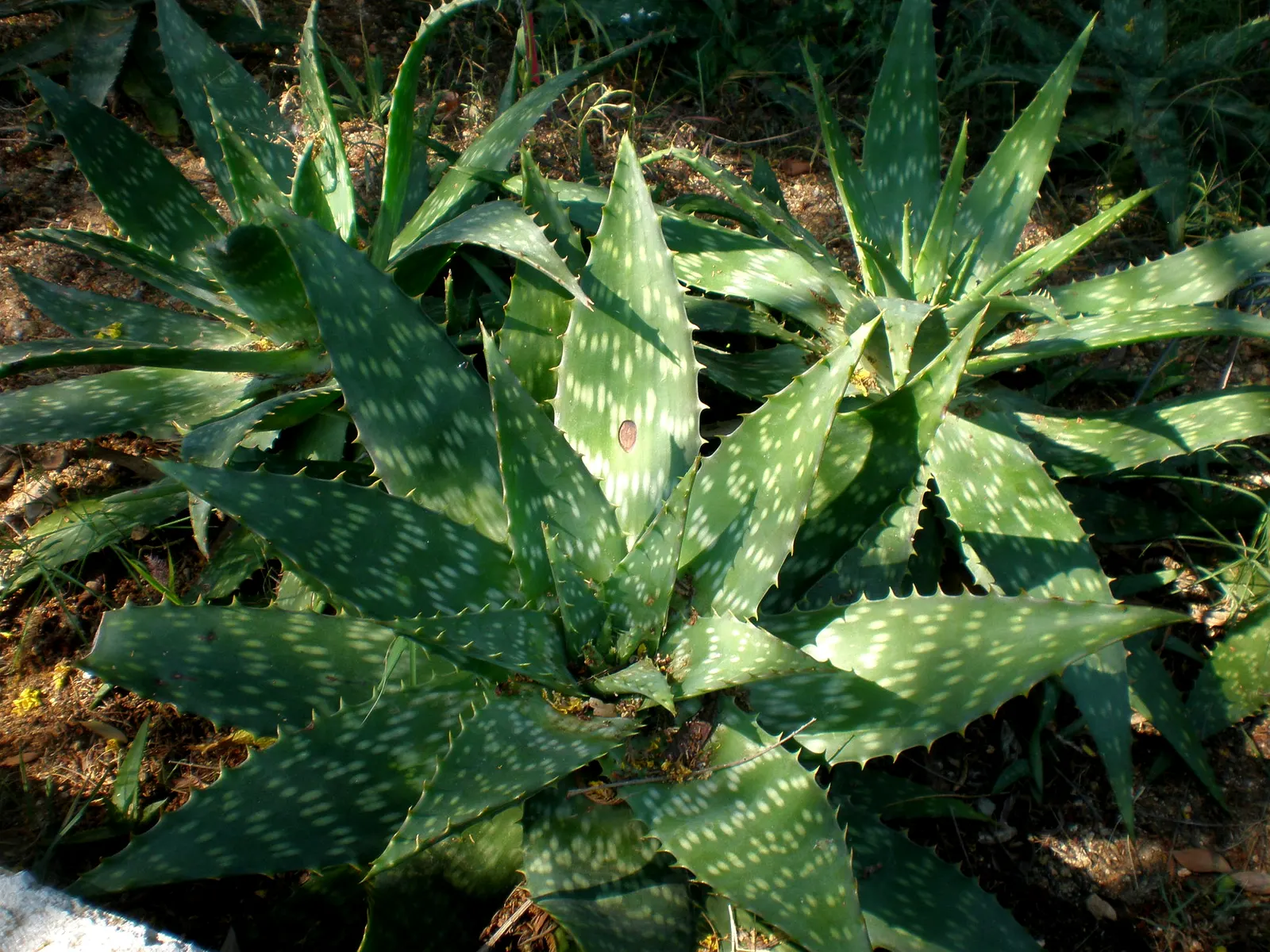 Soap Aloe (Aloe Saponaria) — and reaches about 18 inches in height and width
