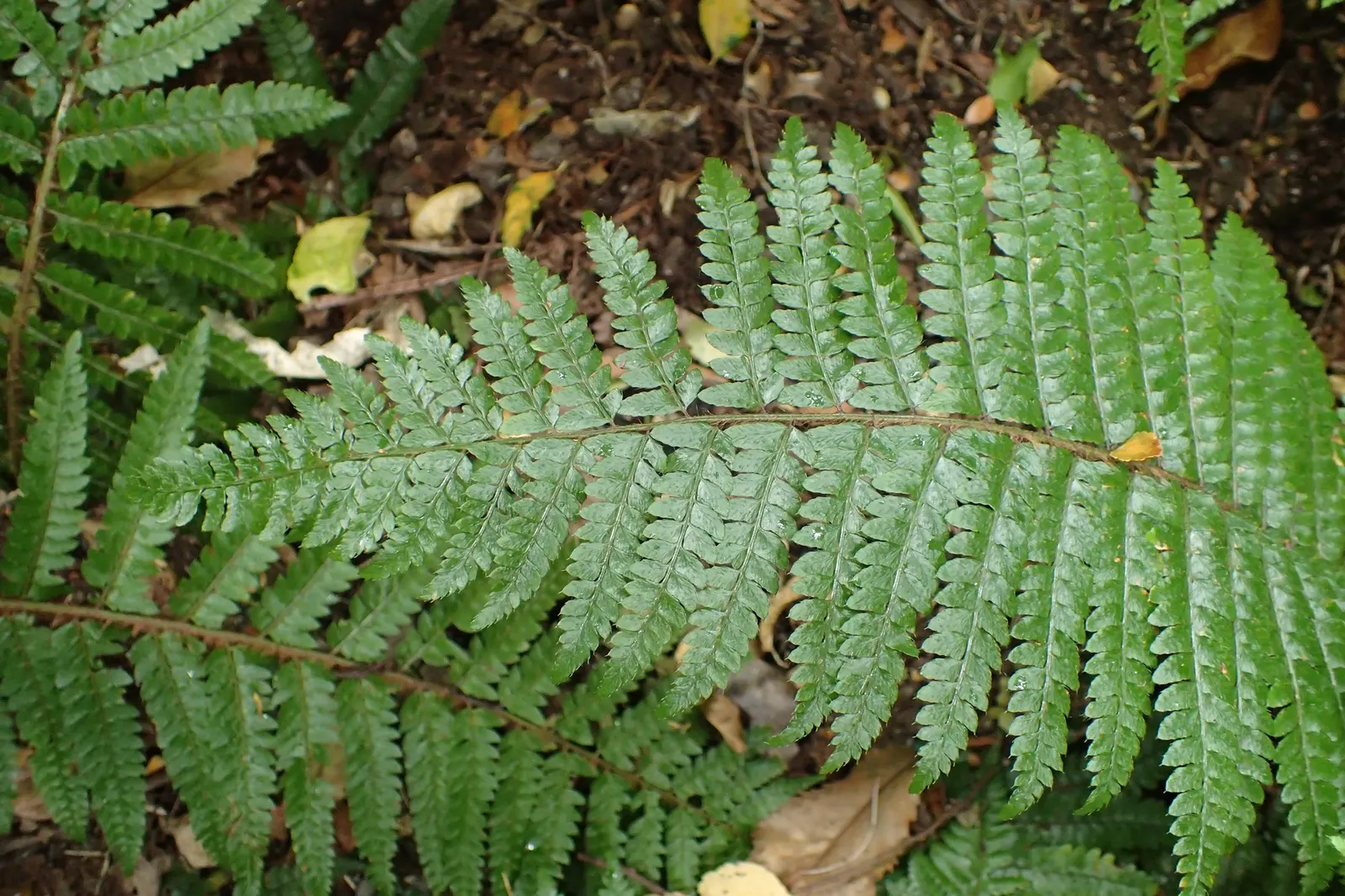 Japanese Tassel Fern (Polystichum Polyblepharum) — the Polystichum polyblepharum provides a lush