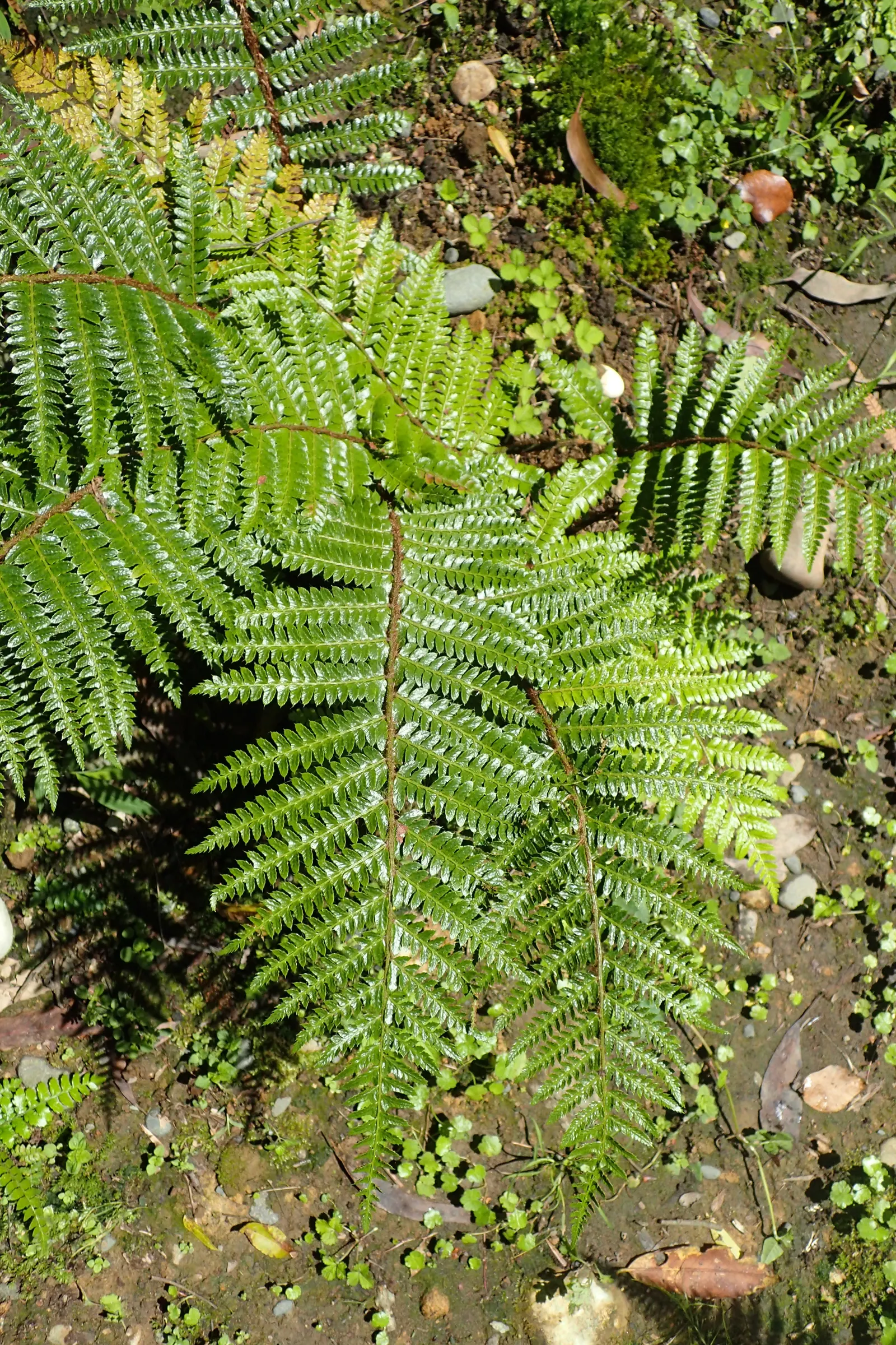 Japanese Tassel Fern (Polystichum Polyblepharum) — Thriving in moist, well-drained soil, it prefers a temperate zone of USDA 6-8