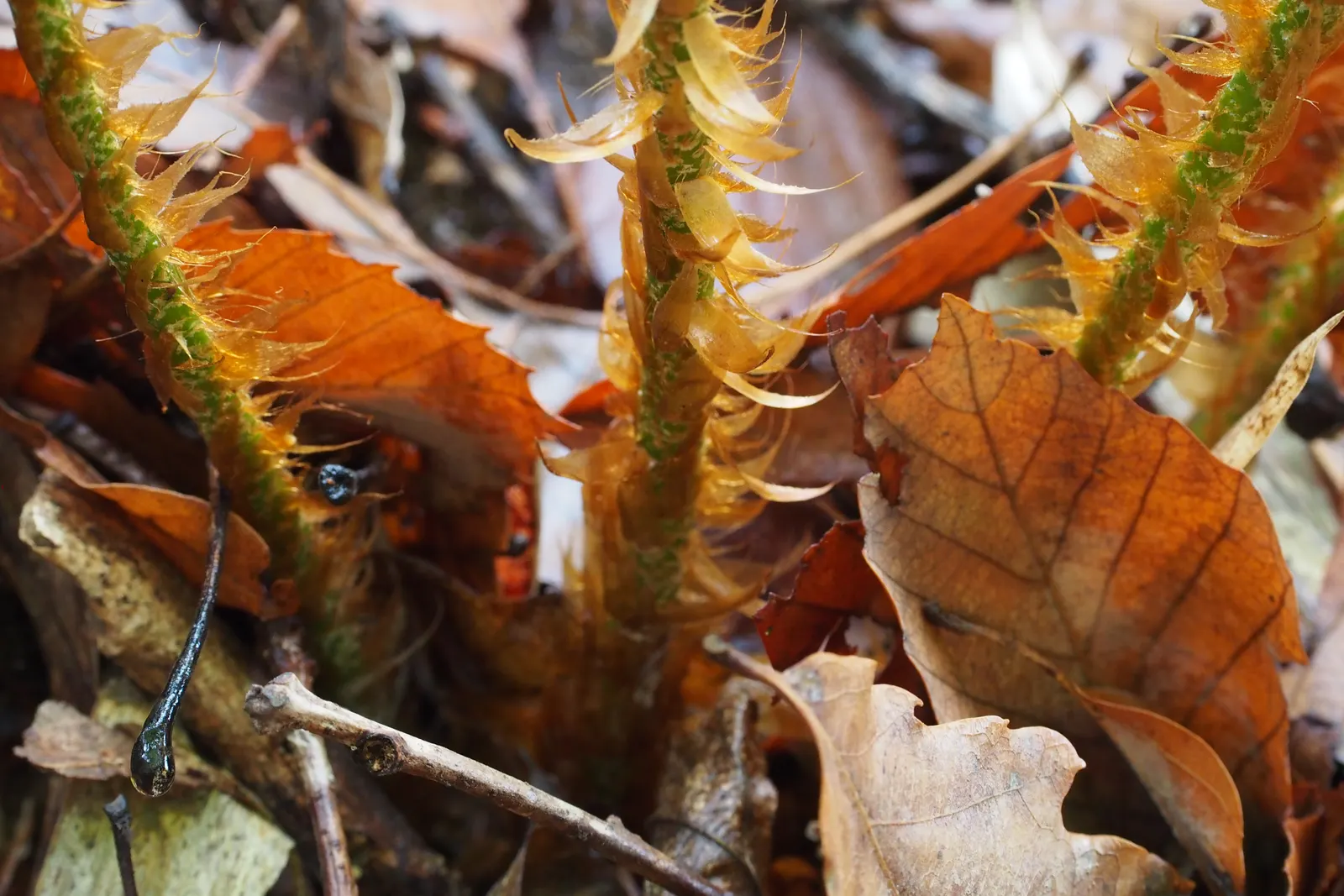 Japanese Tassel Fern (Polystichum Polyblepharum) — this fern is renowned for its luxurious; where it won't be subjected to desiccating winds