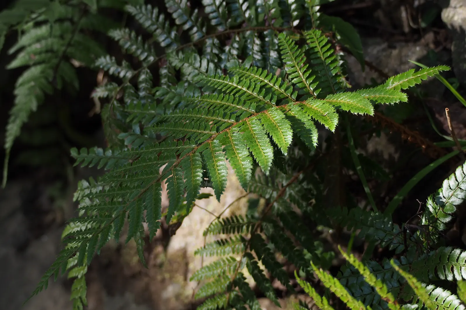 Japanese Tassel Fern (Polystichum Polyblepharum) — Ideal soil conditions for the Japanese Tassel Fern are well-draining